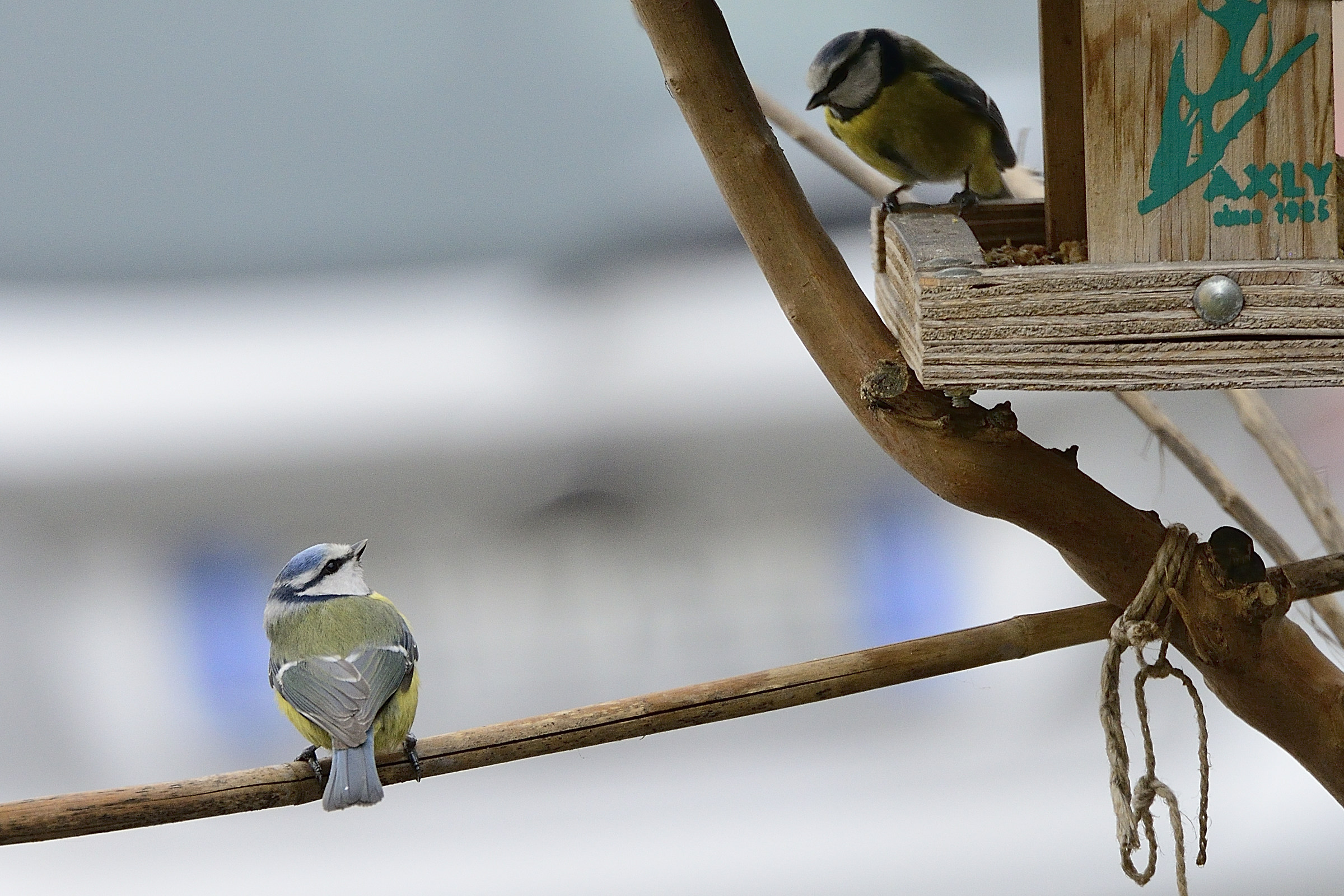 Come on come on ....