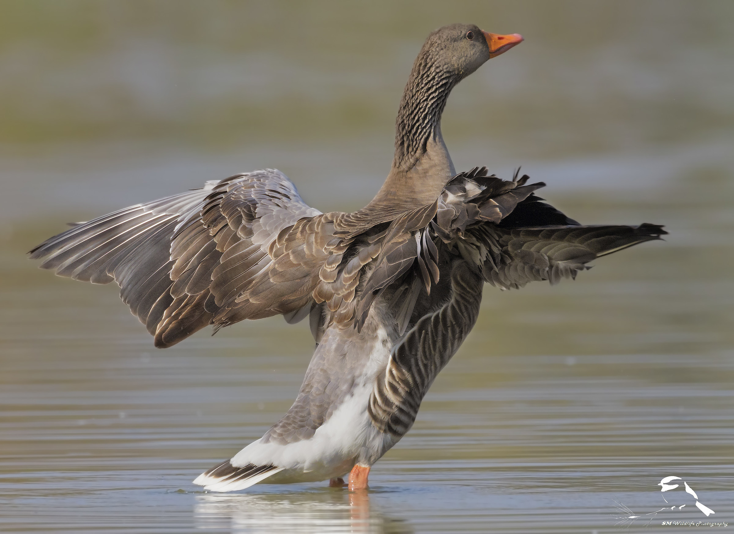 Anser Anser Ali Open