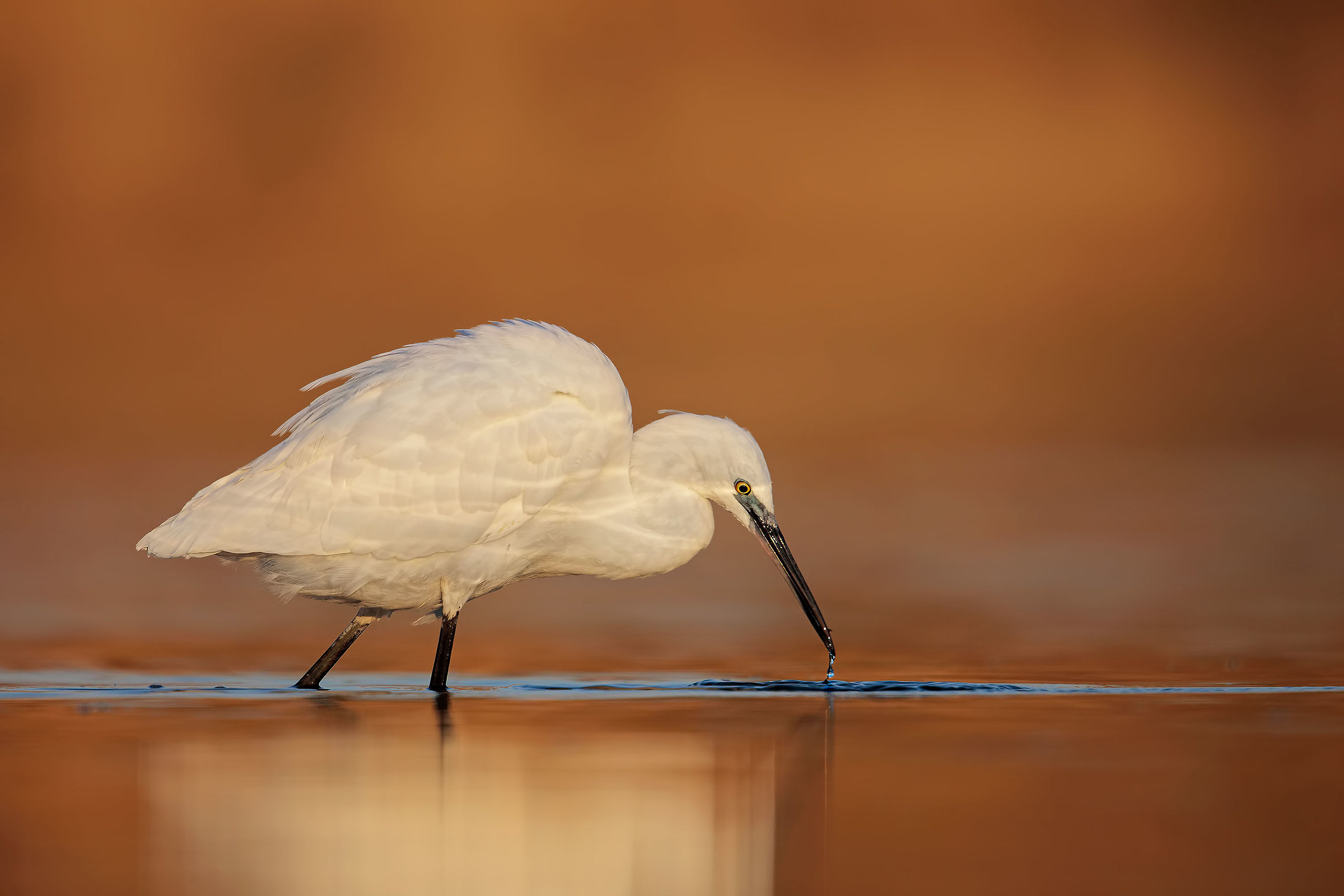 Egret
