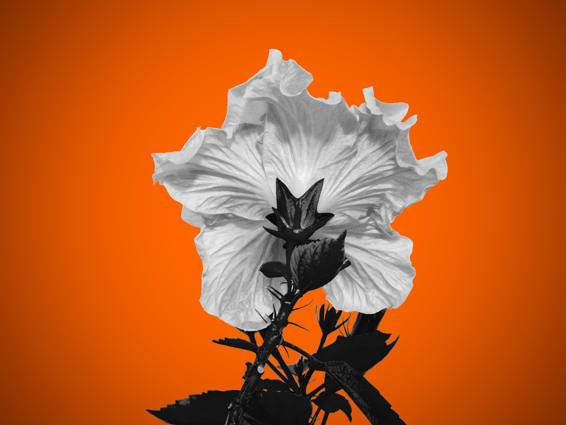 Fiore d'ibisco di spalle...