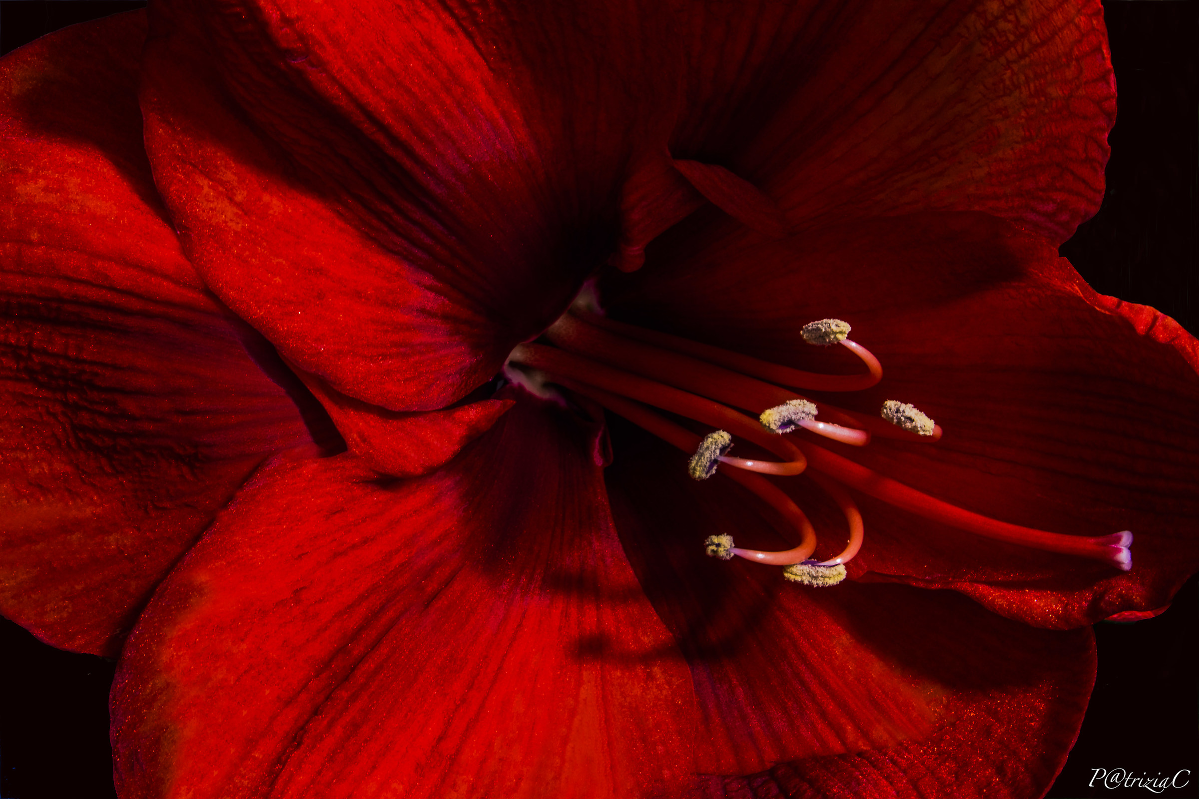 ...amaryllis...