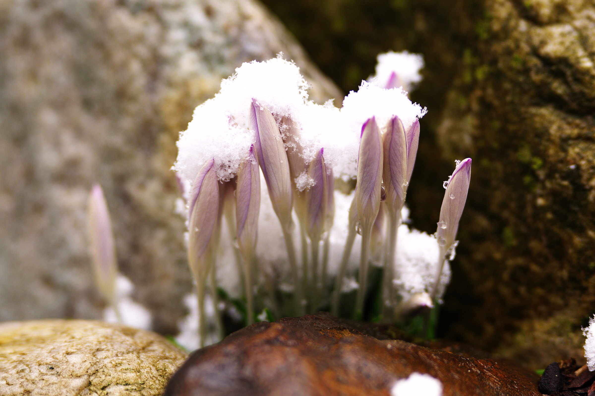 Crocus sotto la neve