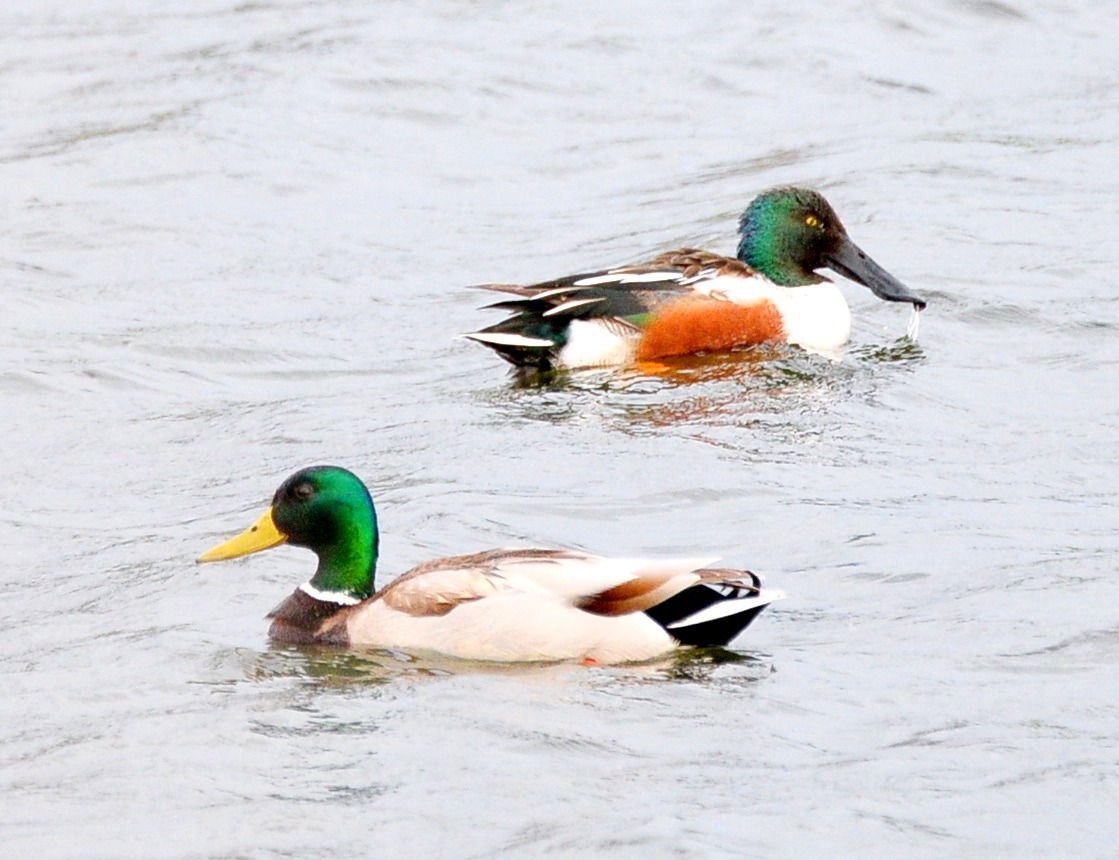 coppietta, germano e mestolone