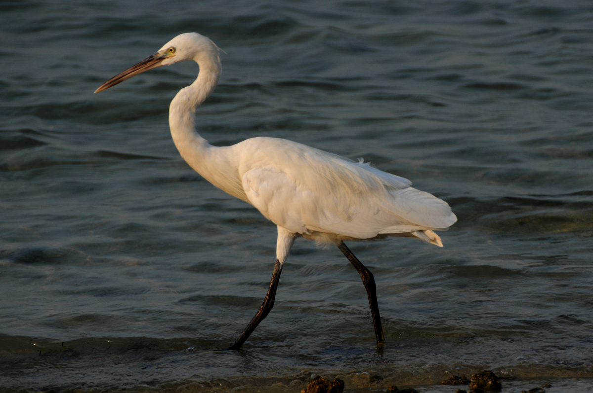 Egret = Western Reef - Doha - Qatar