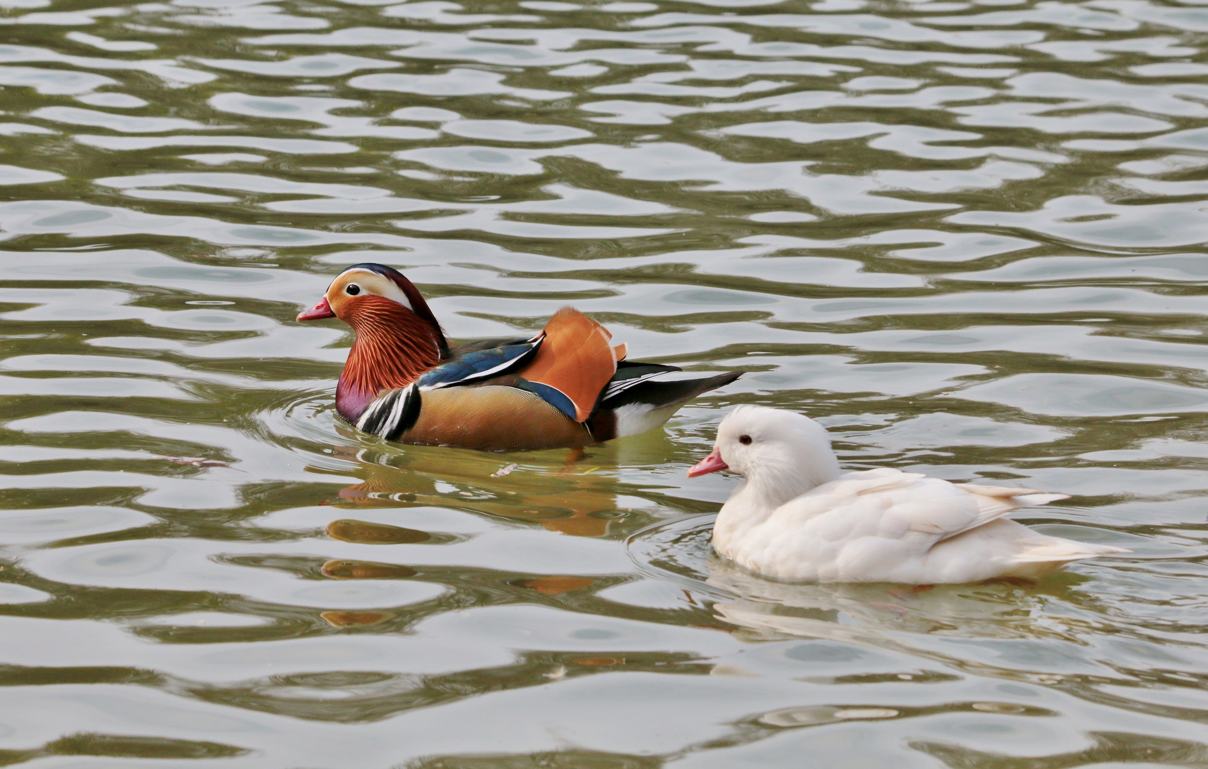 the cheerful cuddle of a manorarina duck