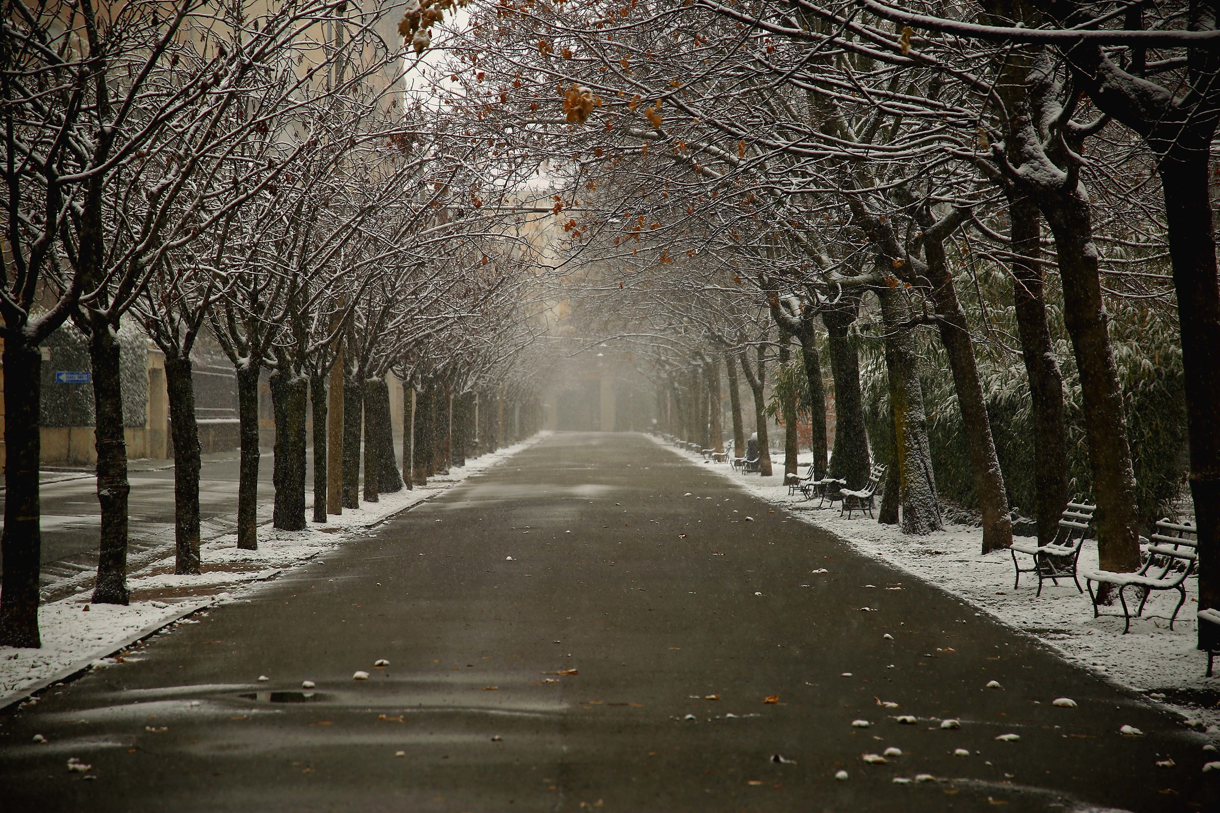 Viale in inverno