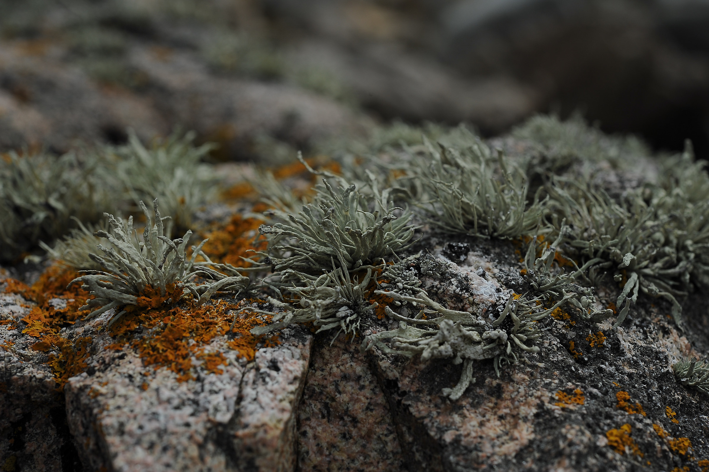 Lichens on rock
