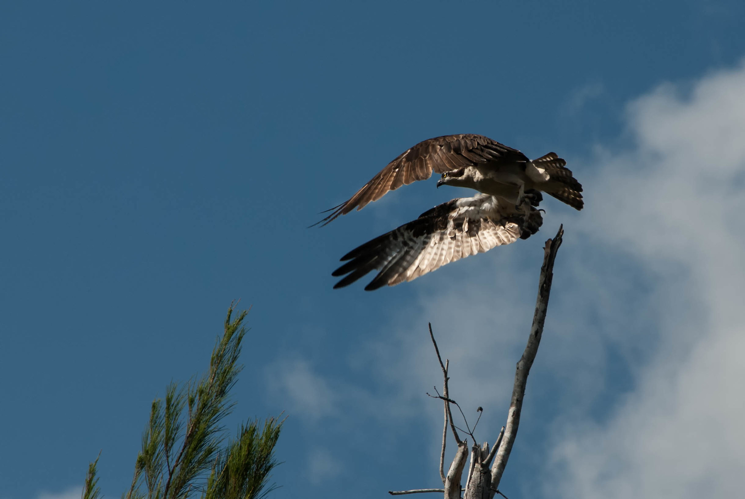 Falco pescatore ( Batista per i locali)