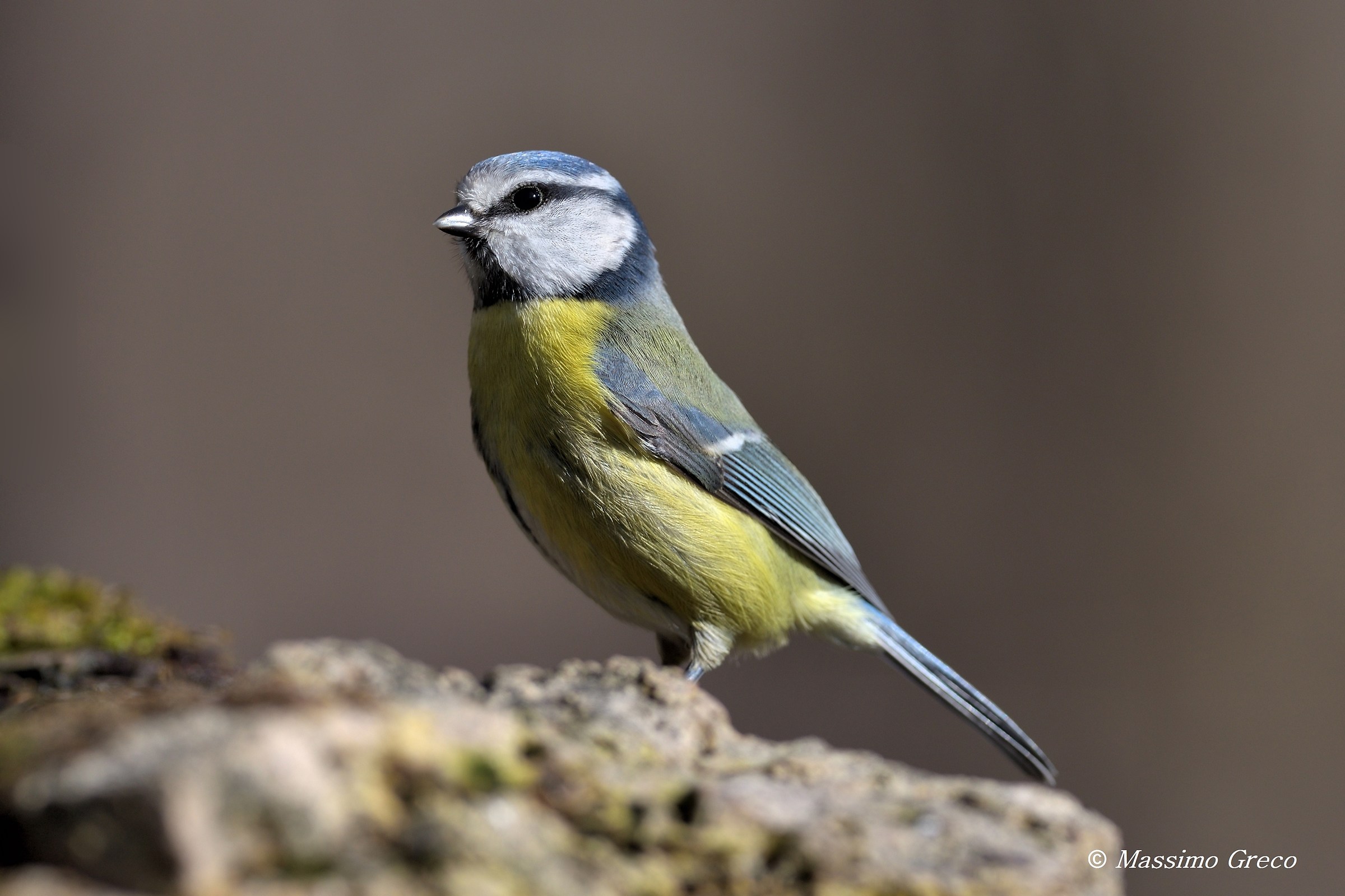 Blue tit (Cyanistes caeruleus)