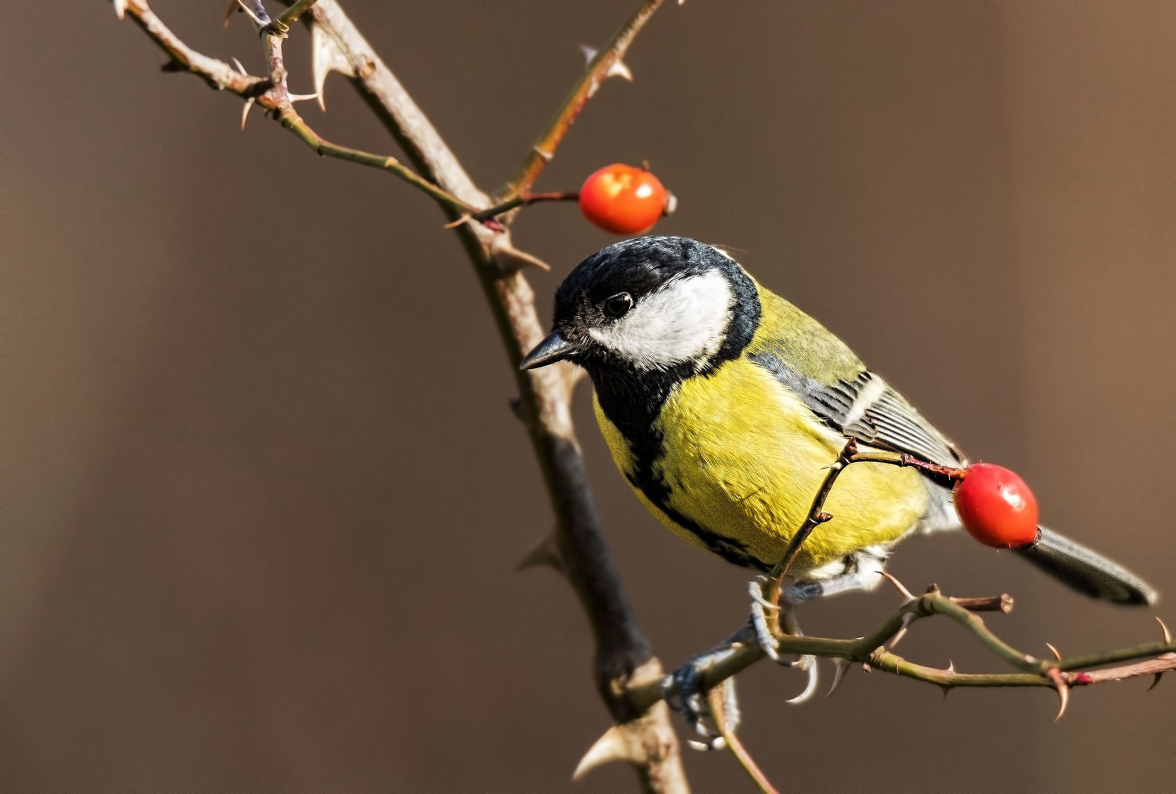 Great Tit