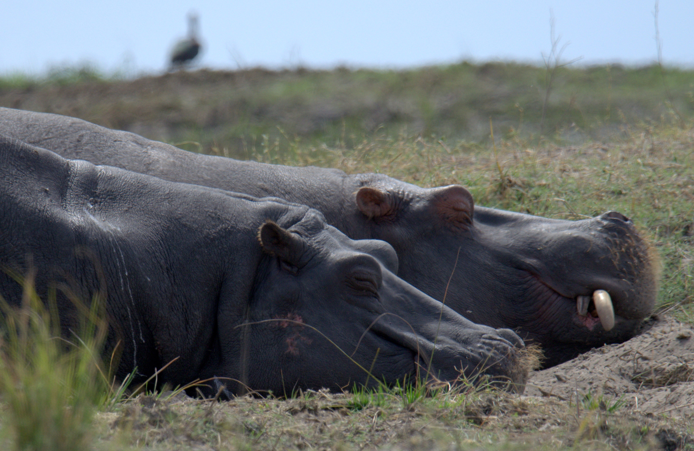 Chobe - Hippos in Rest
