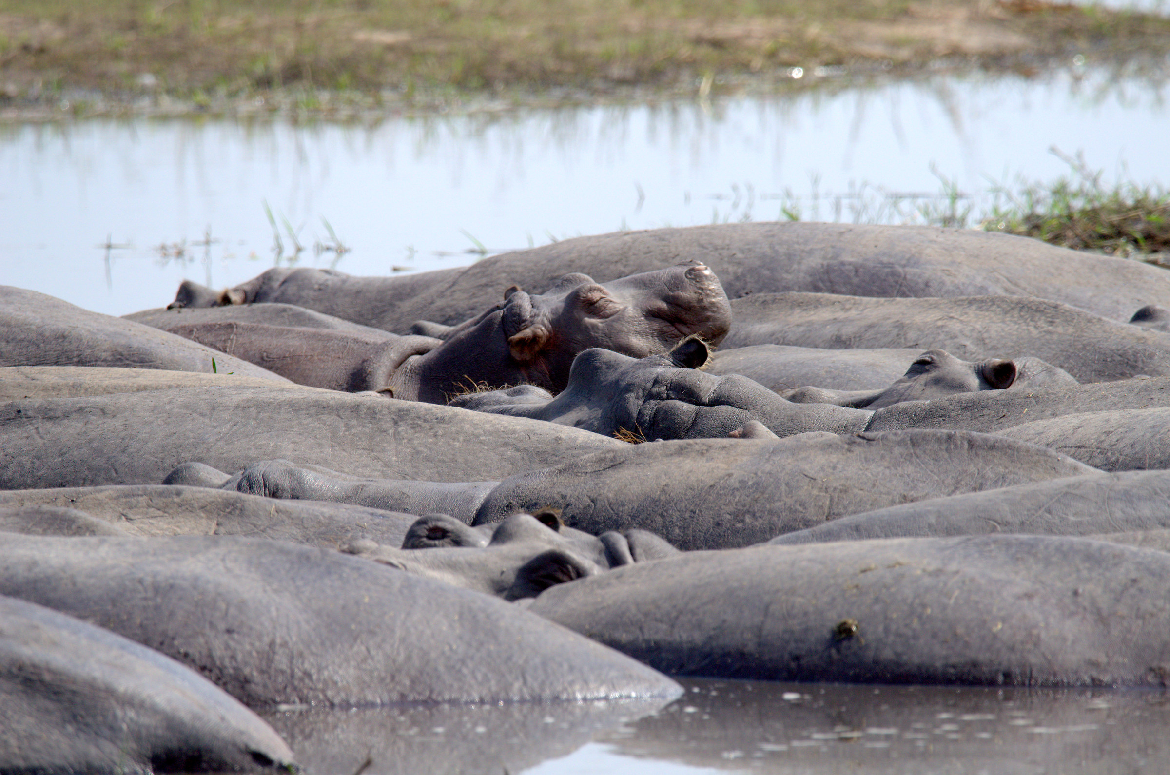 Chobe - Hippos in Rest