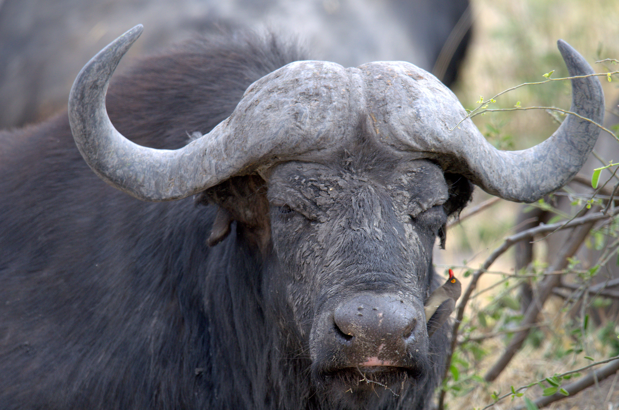 Chobe - Buffalo & Tenant