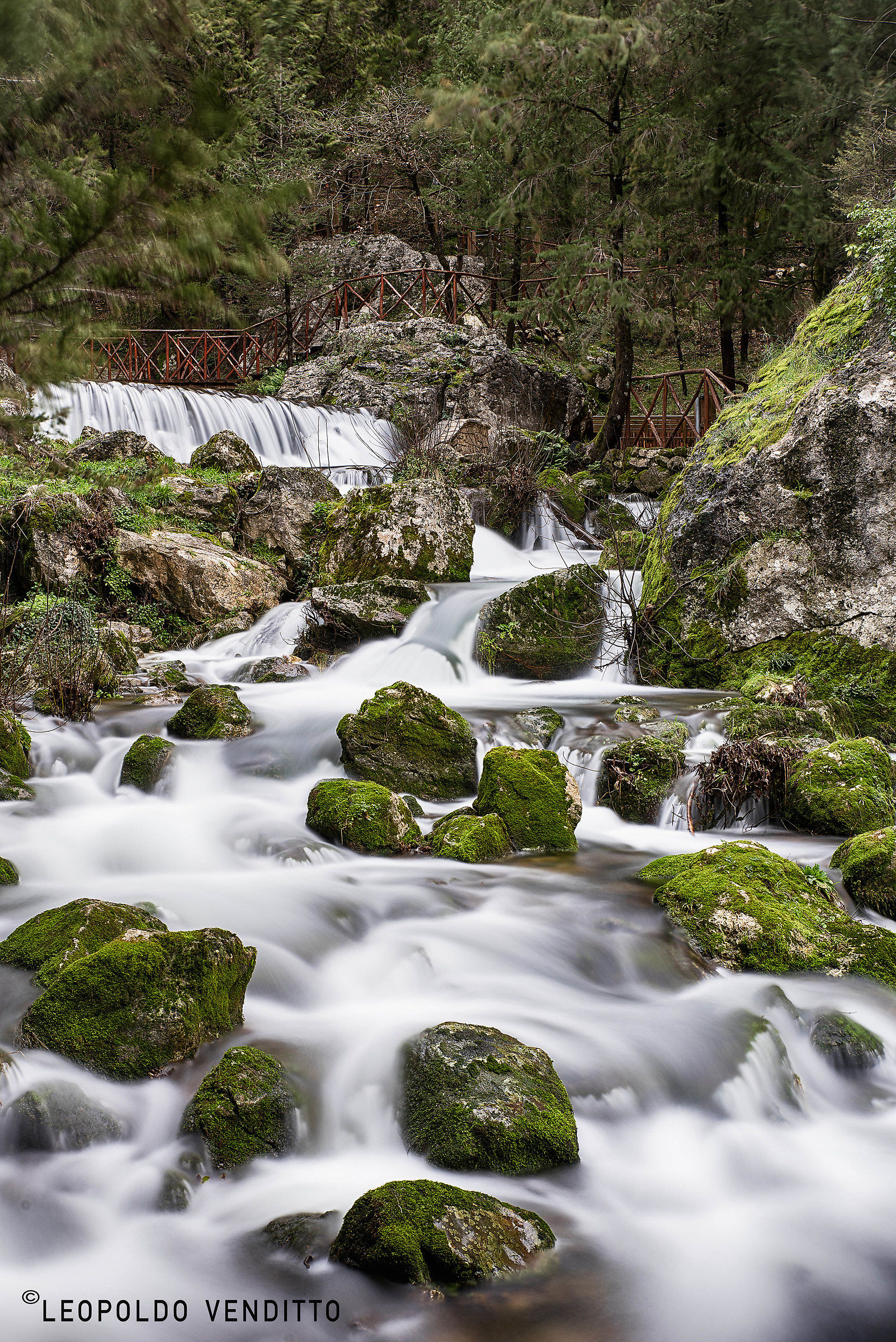 Cipresseta di Fontanagreca