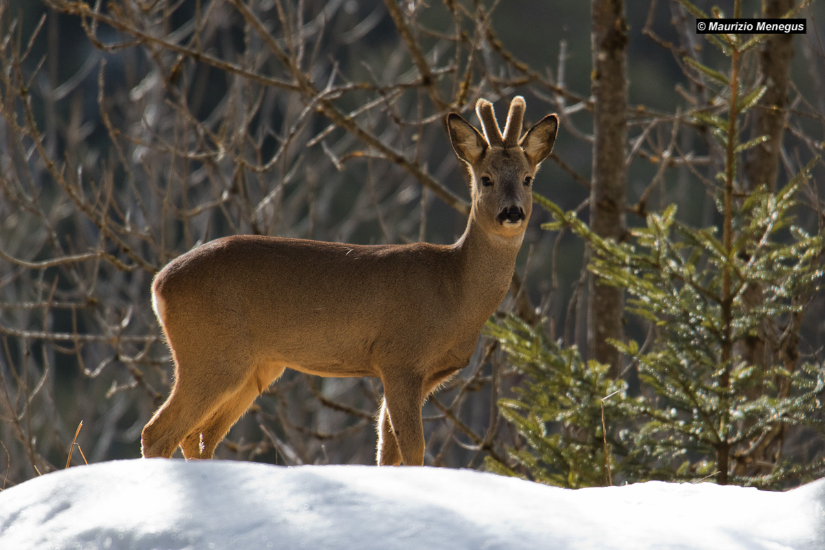 Roe deer in backlight