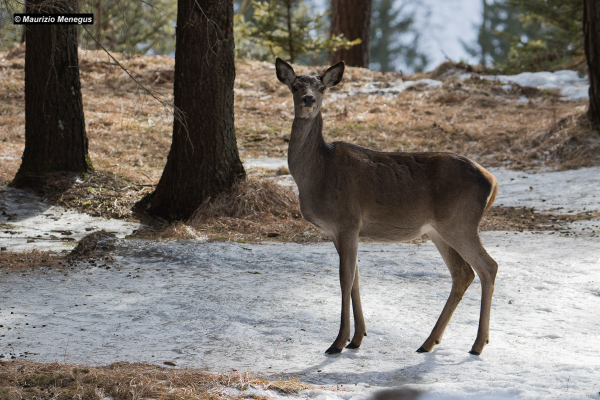 Deer in backlight