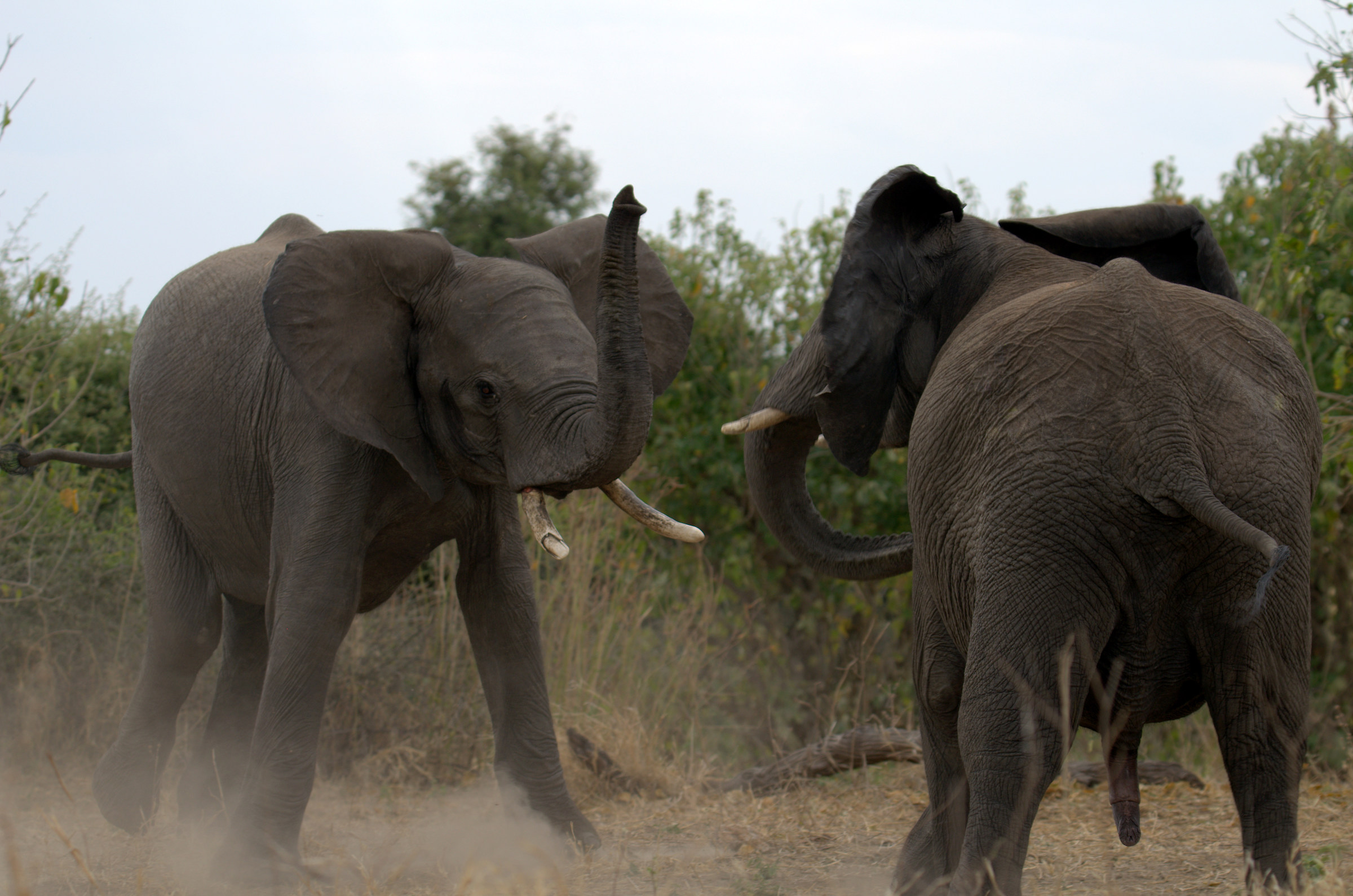 Chobe - Fight between Elephants