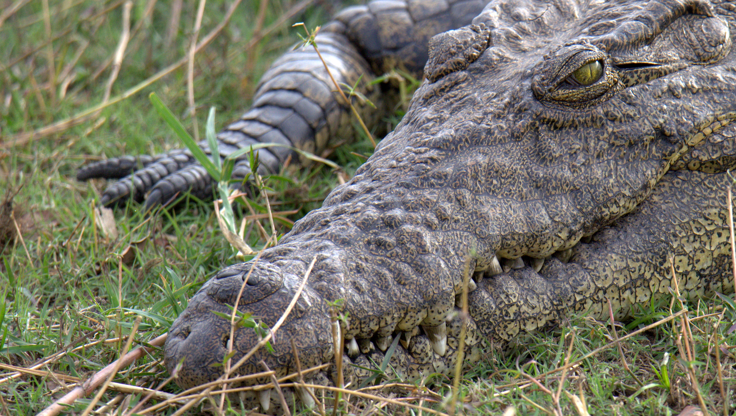 Chobe - Crocodile