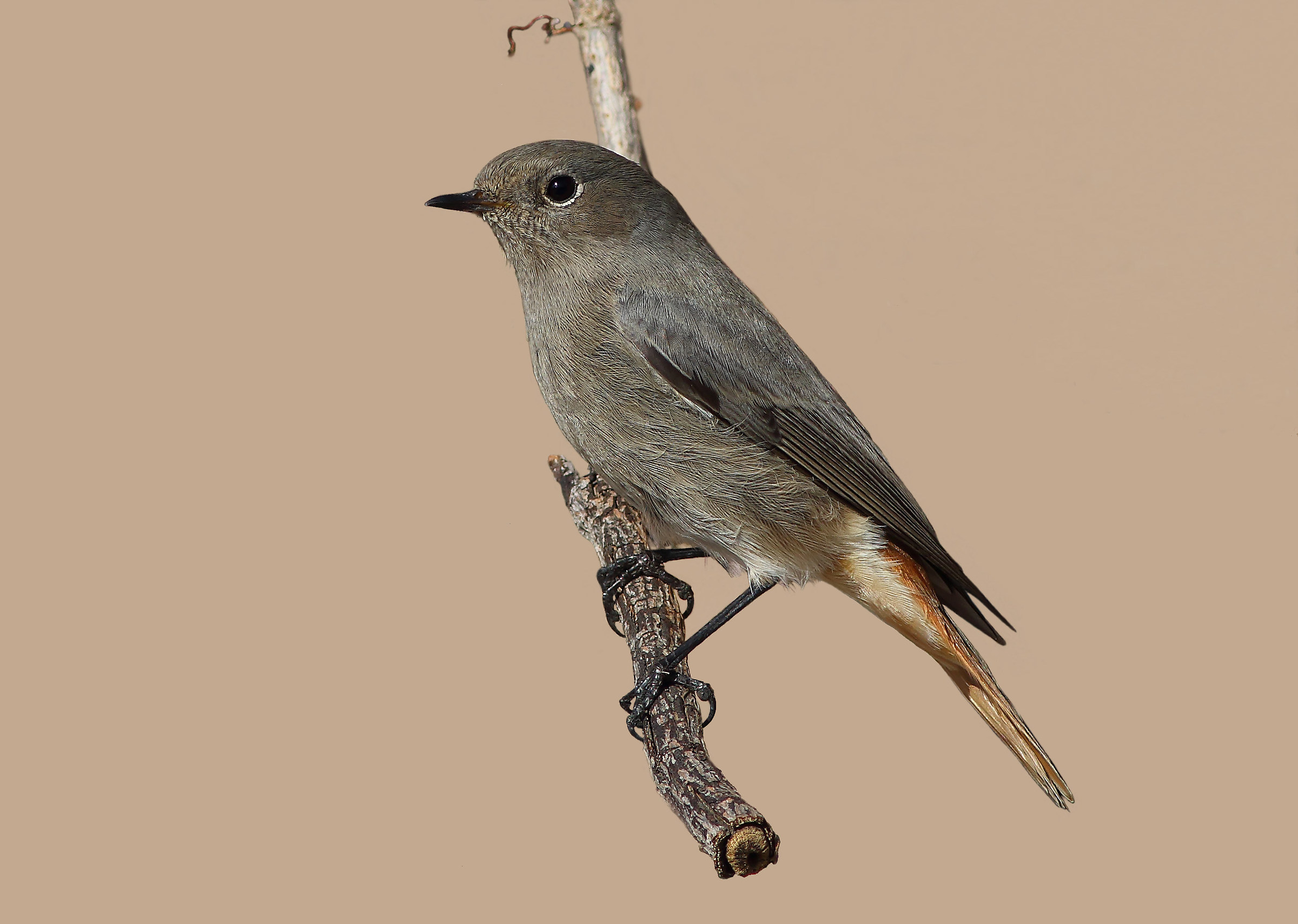 Redstart chimney sweep f.
