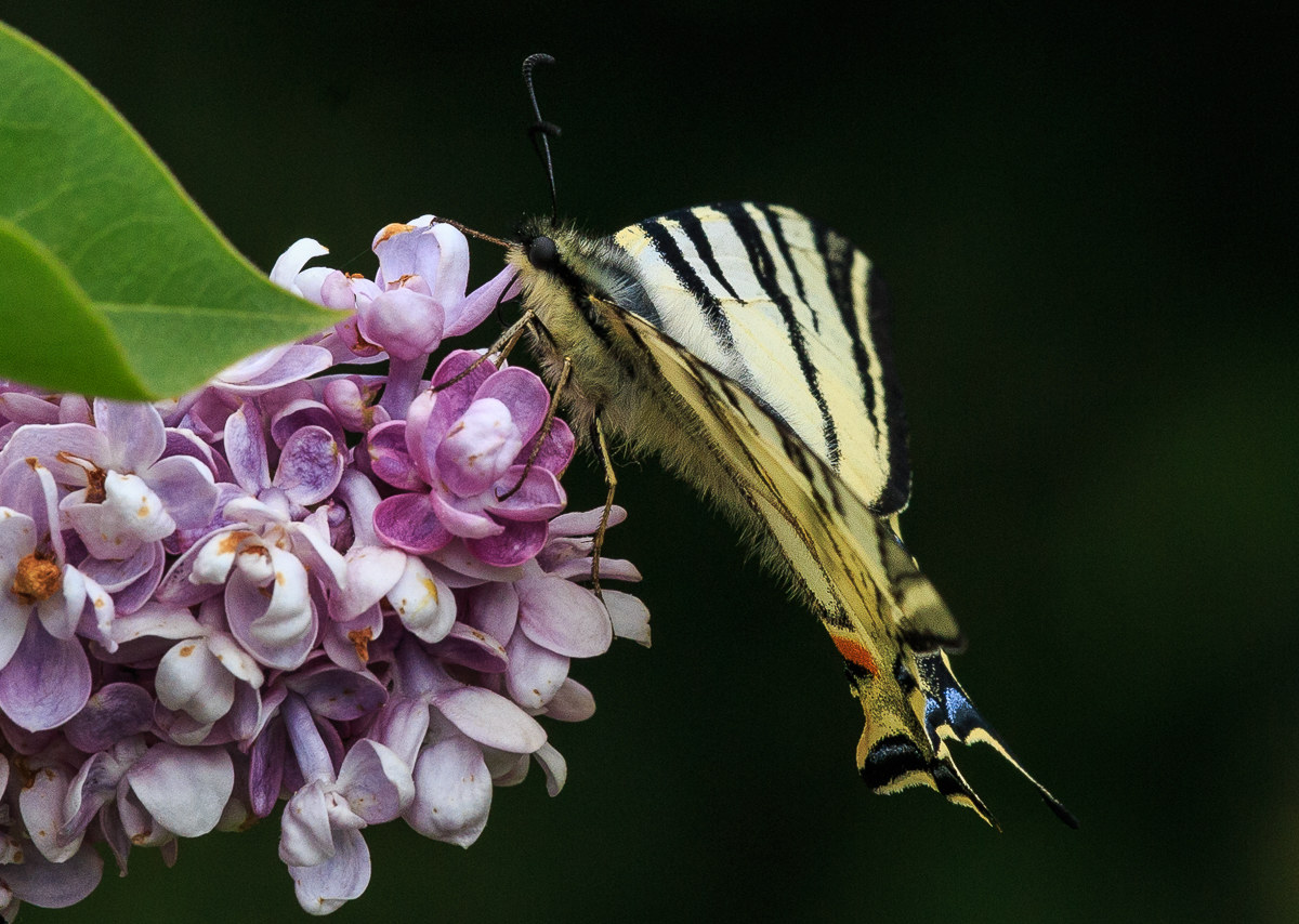 Lilac with swallowtail