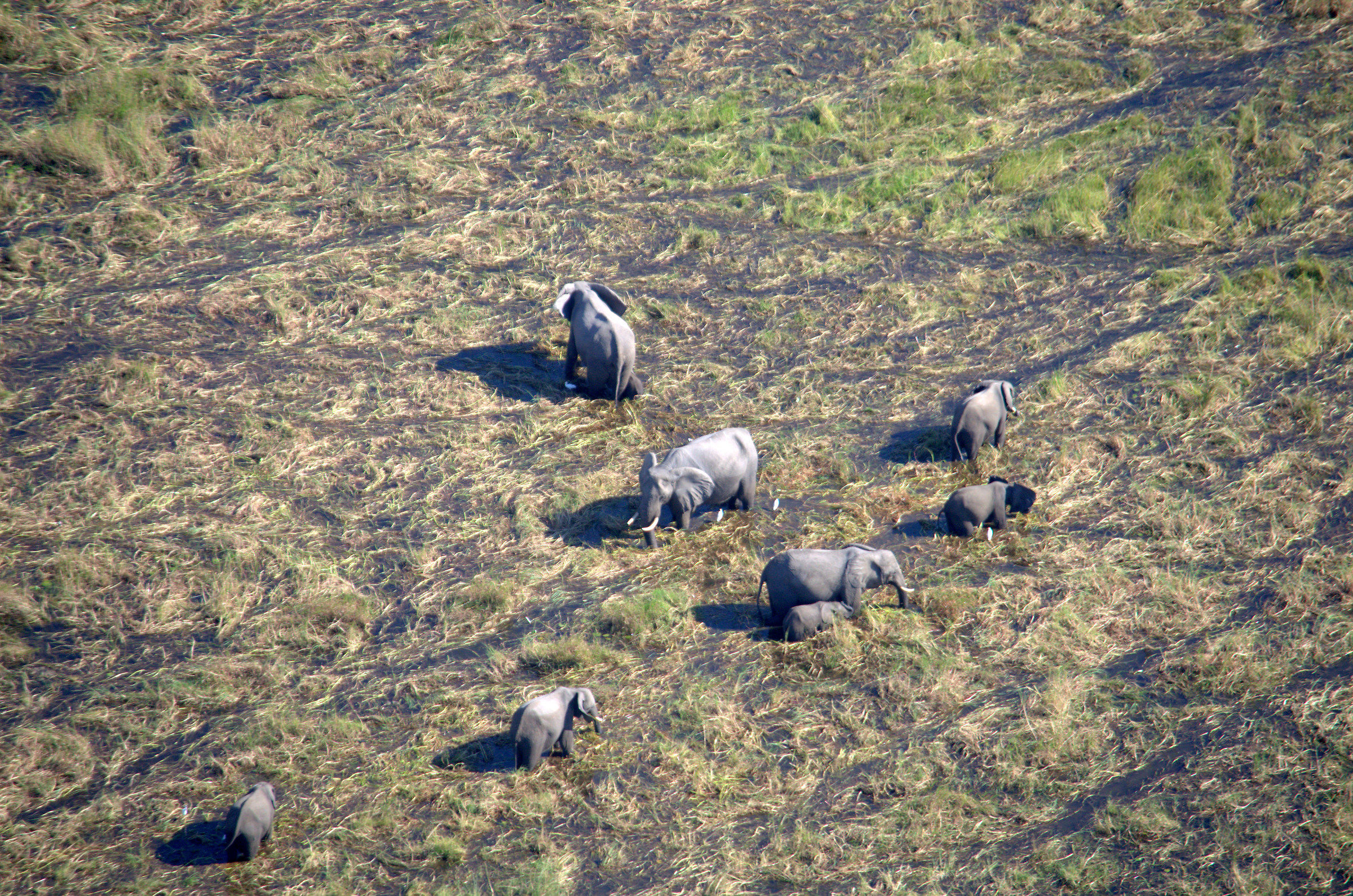 Delta Okavango - View from airplane