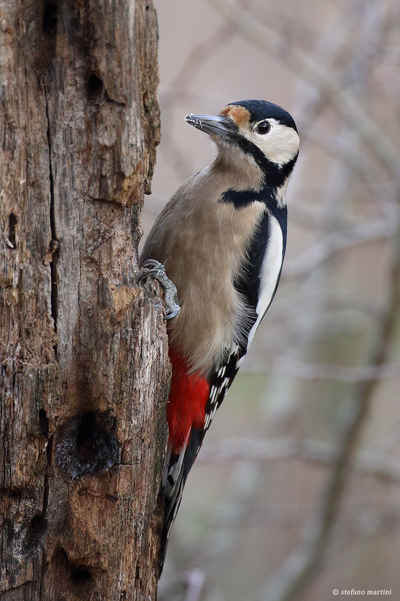 Great spotted woodpecker (female)