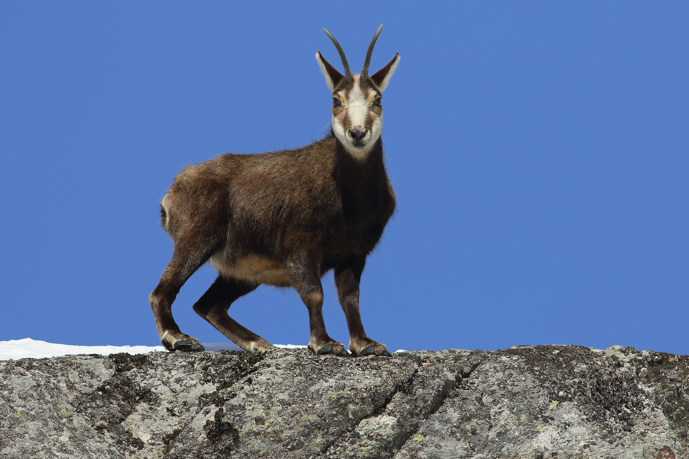 chamois