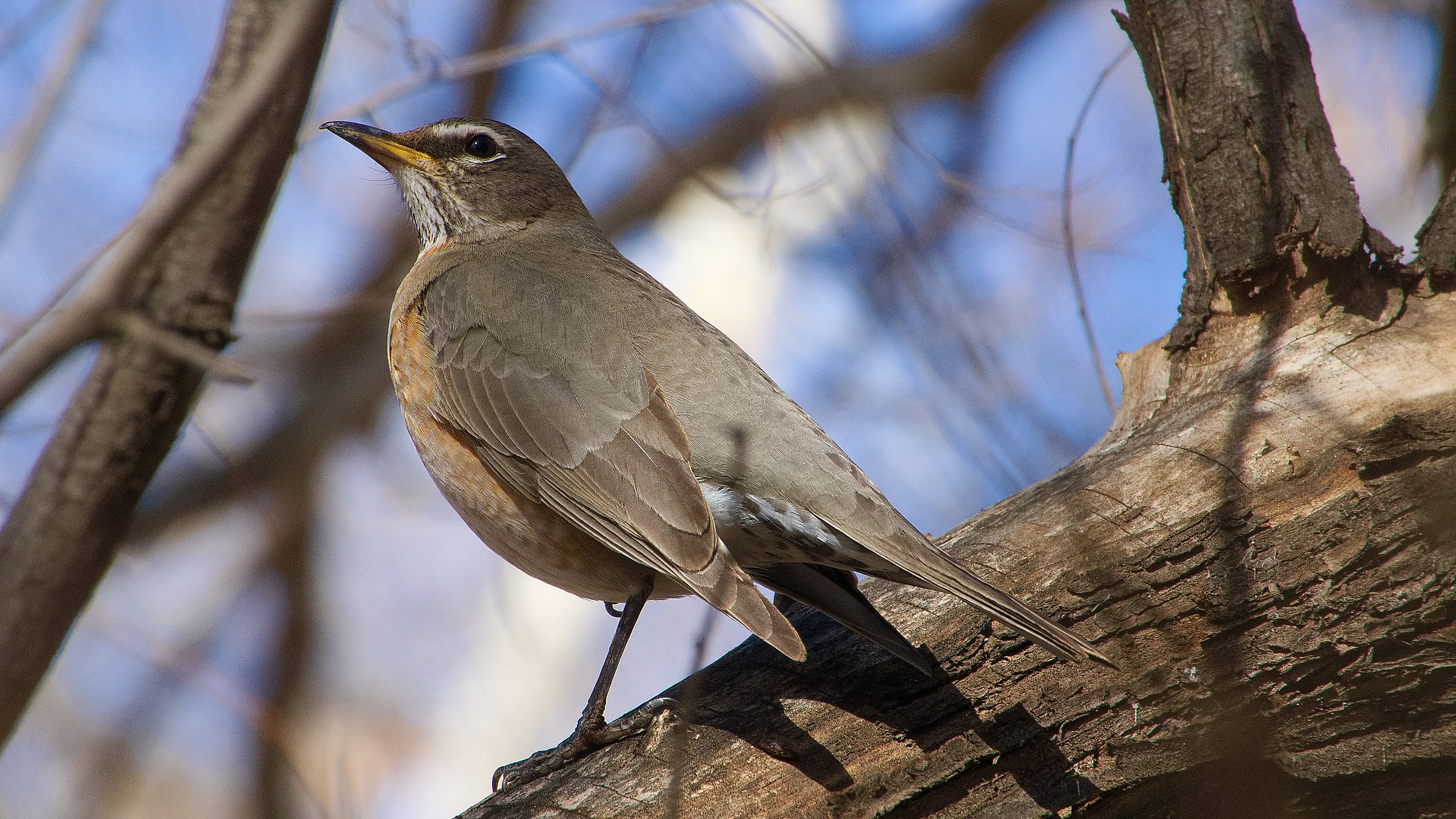 American Robin