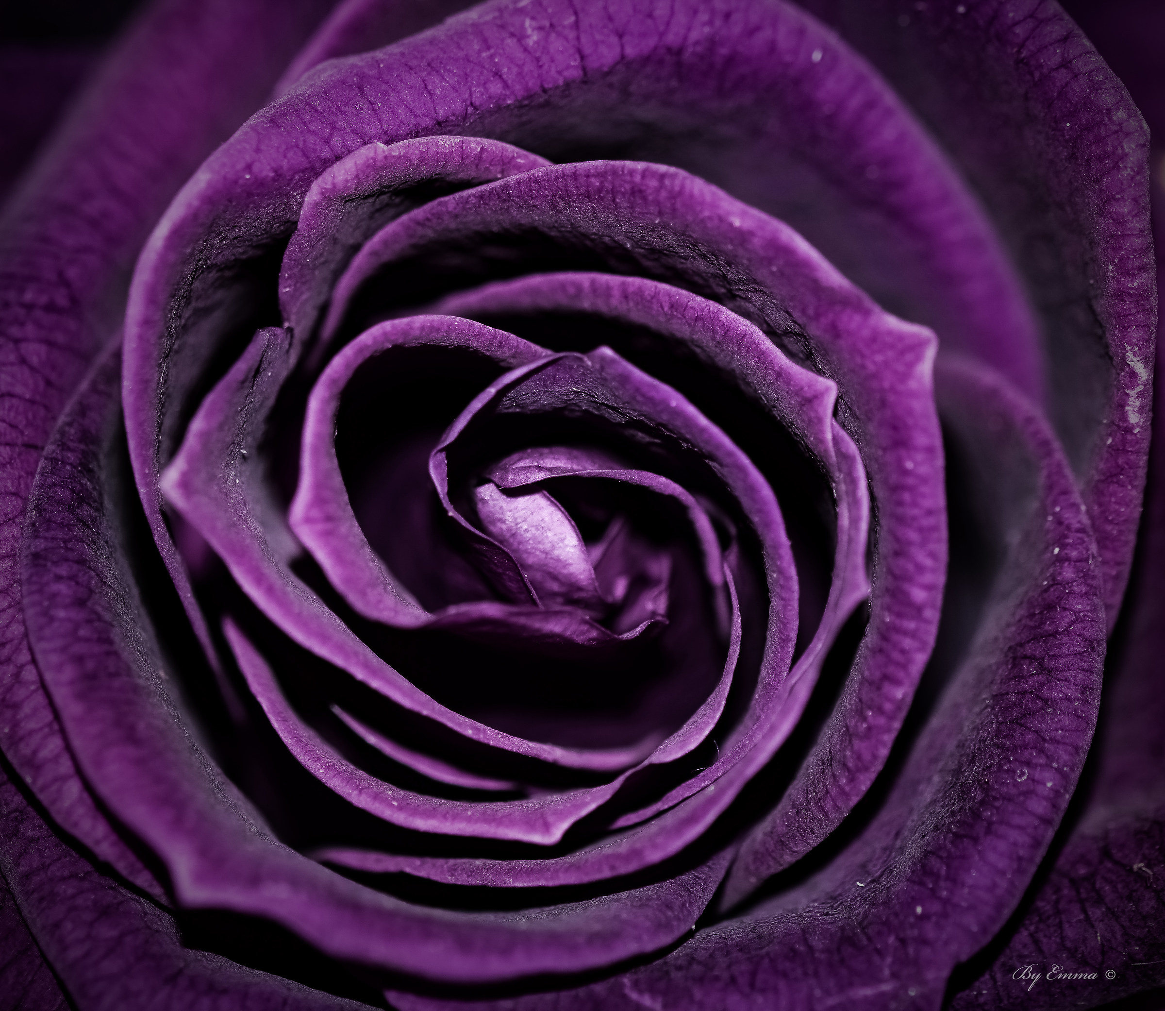 The purple rose