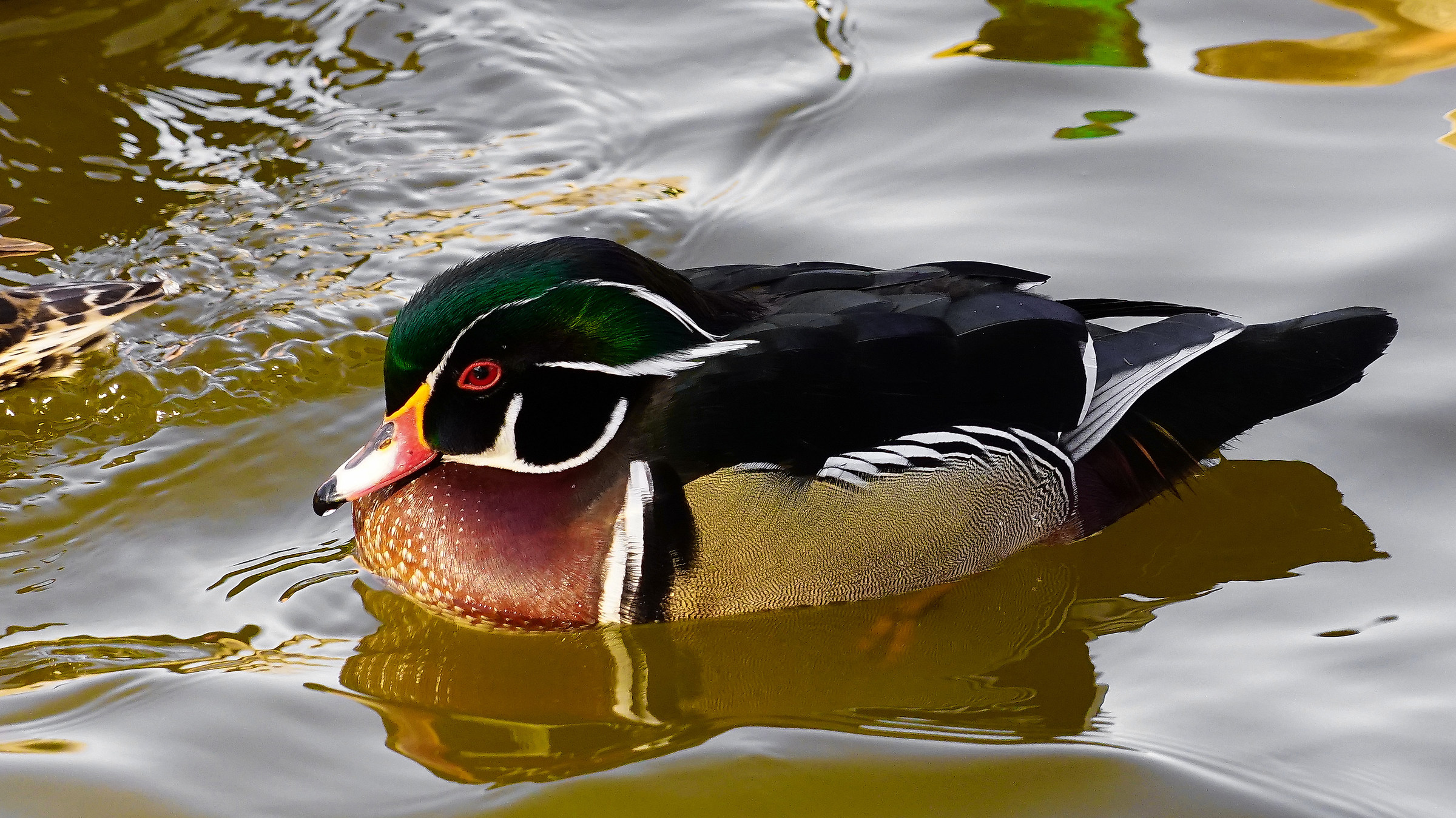 Wild ducks of New Mexico