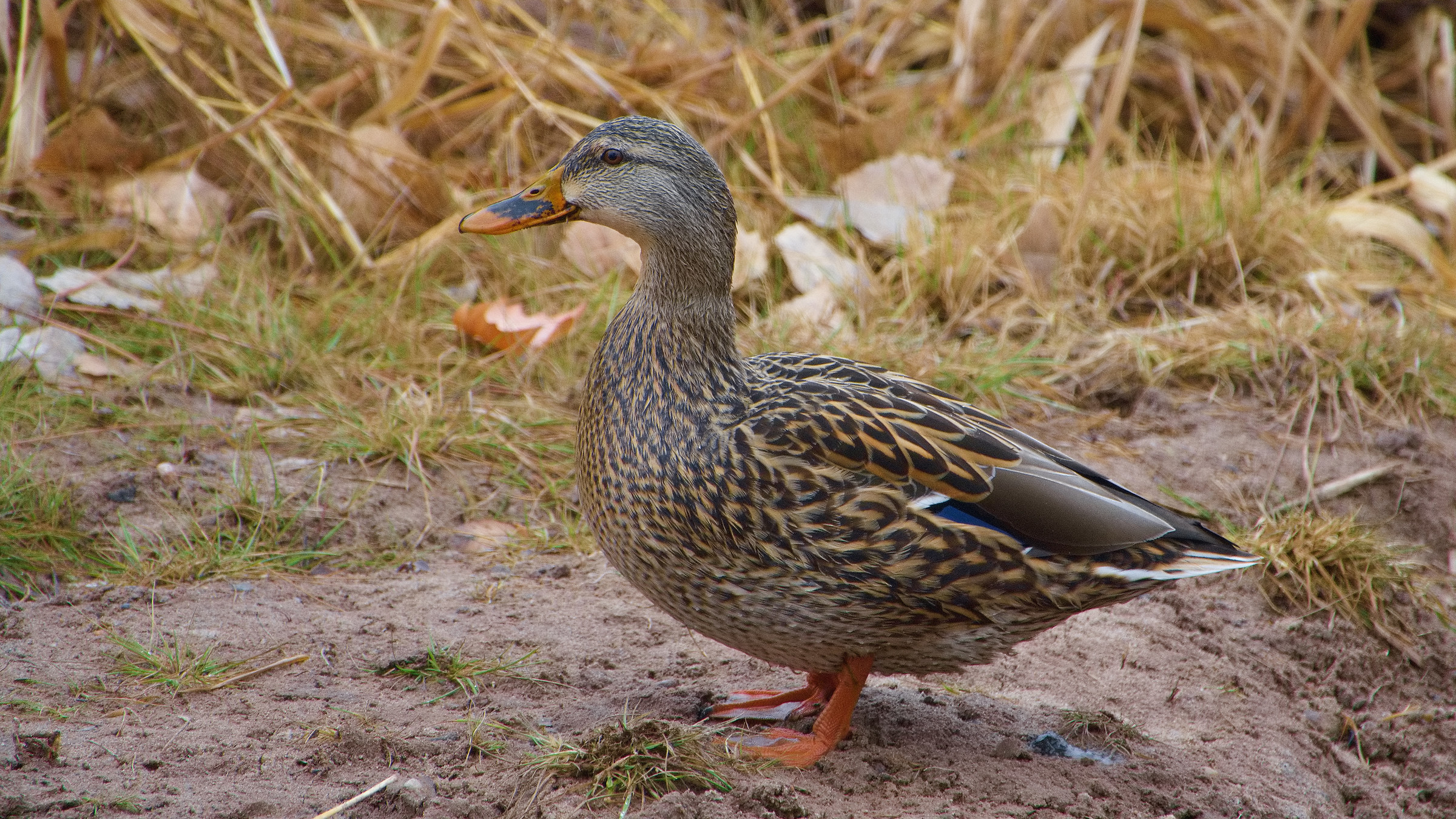 Wild ducks of New Mexico