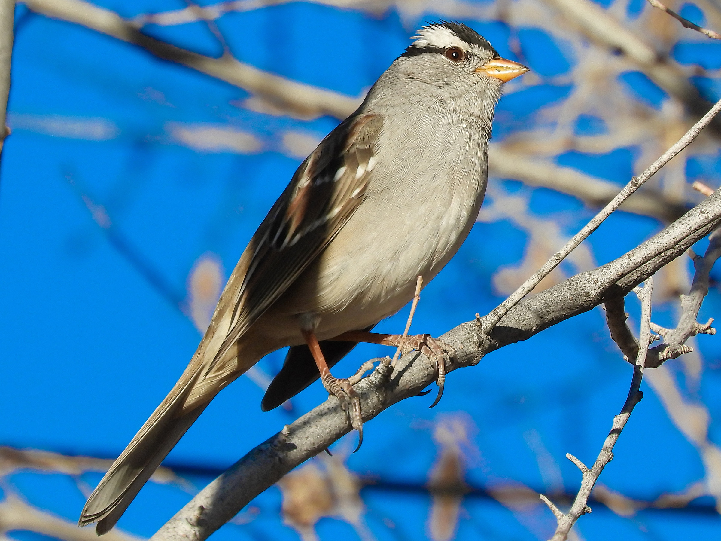 Birds of New Mexico
