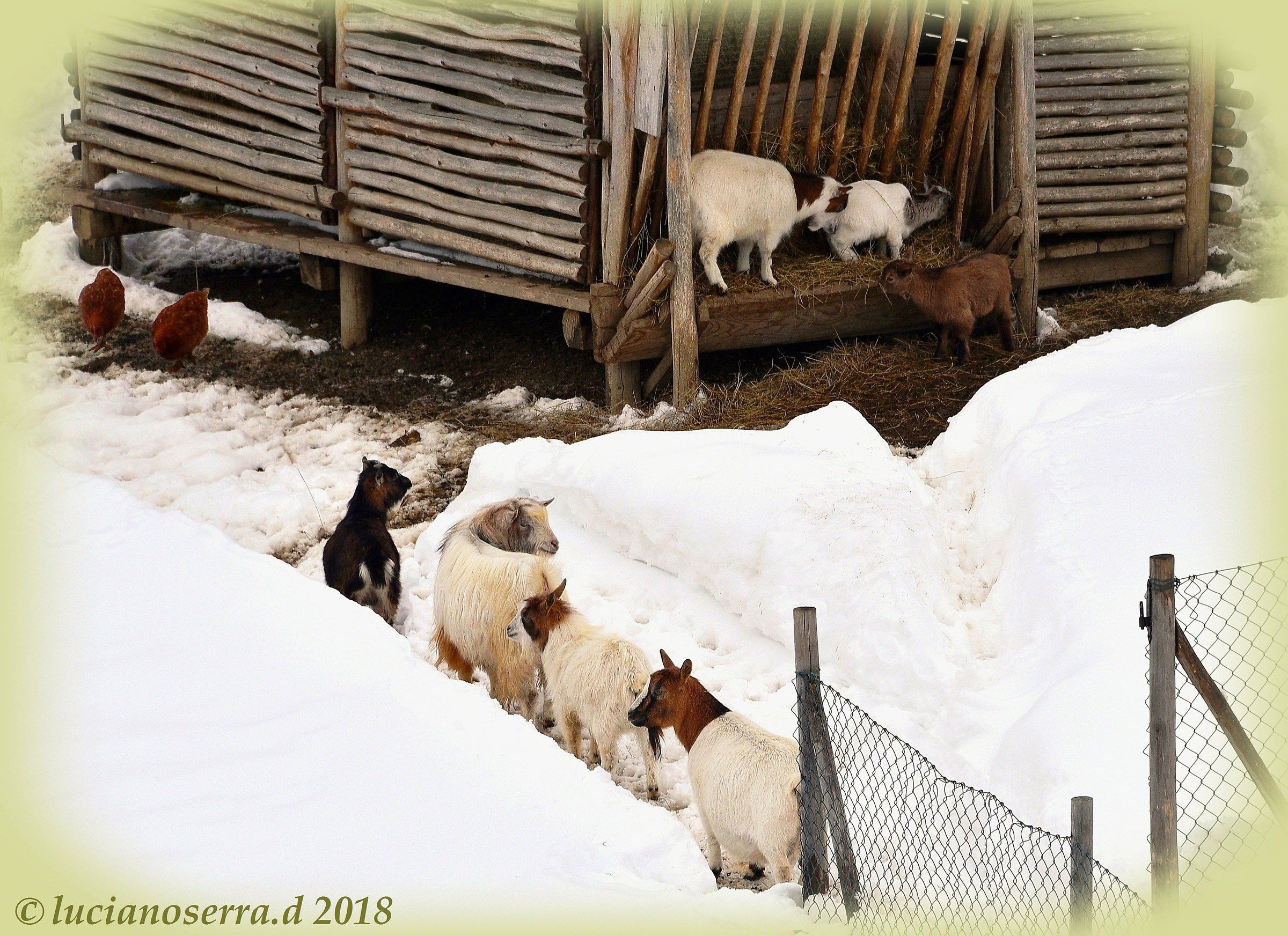 Sette caprette... e due galline