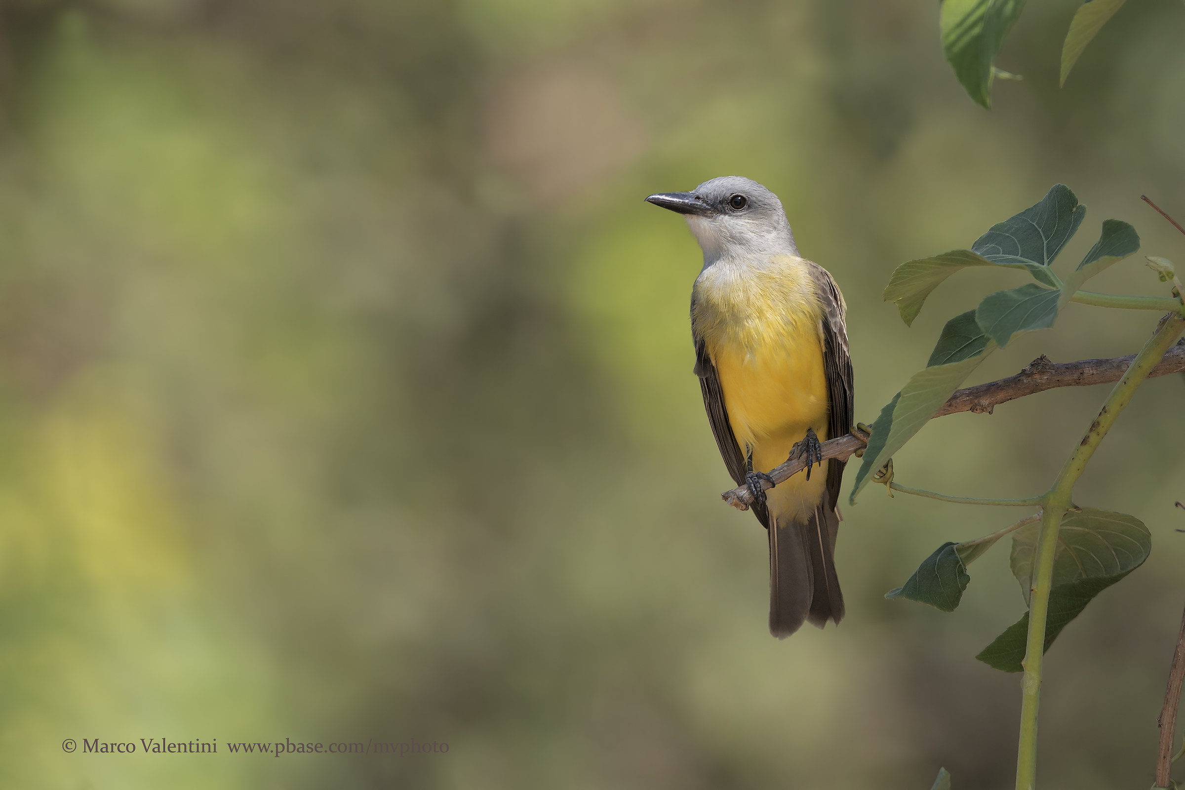 Tropical kingbird