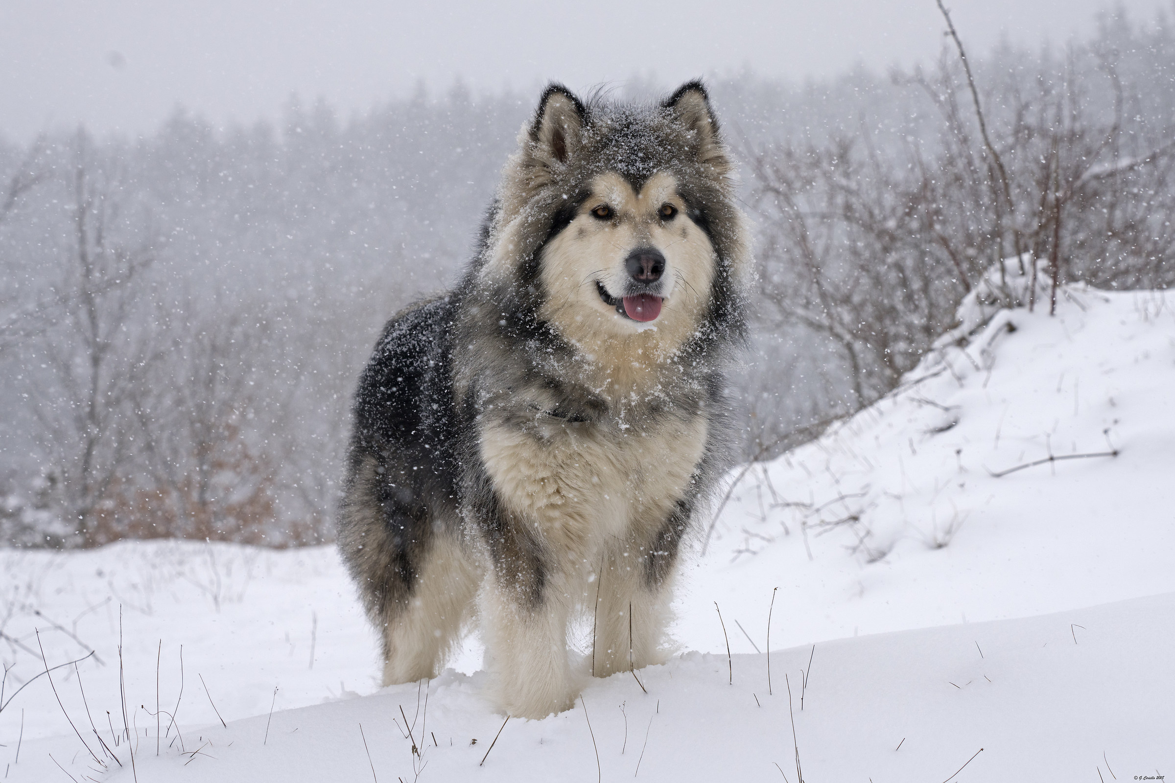 Burian arrives .....