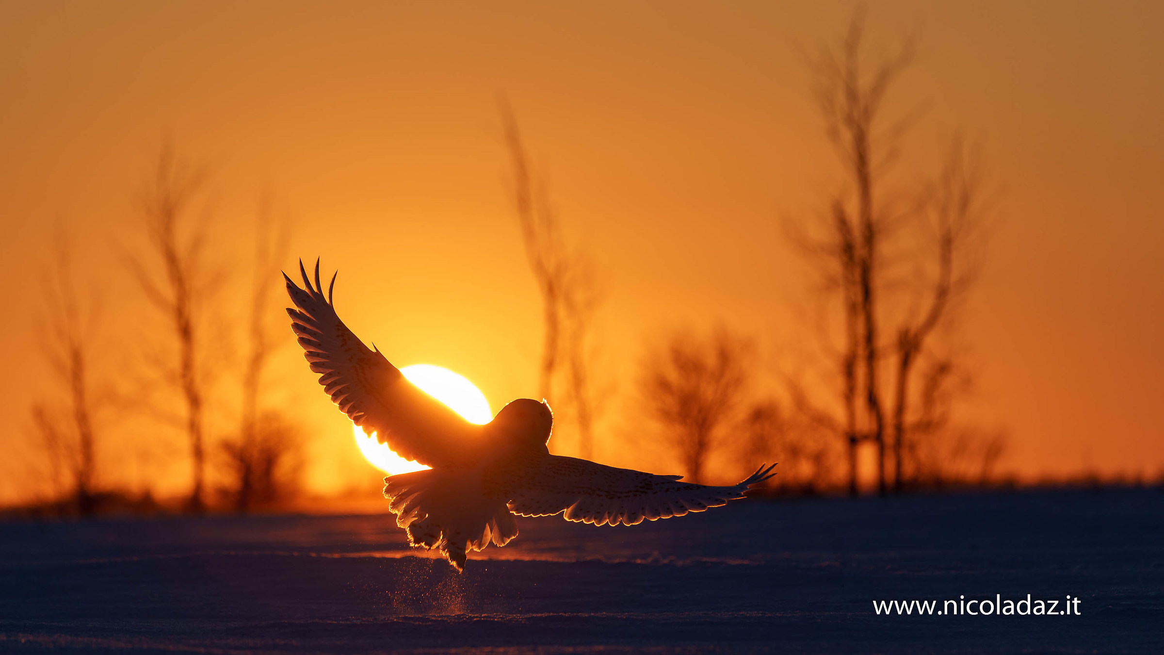 Snowy Owl
