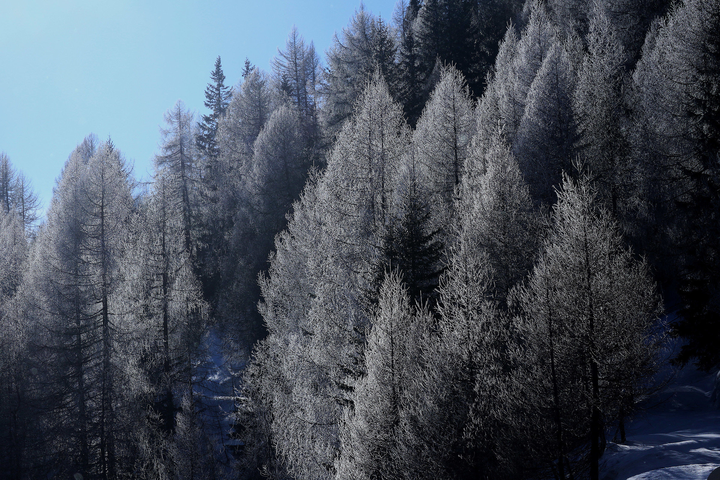 silver larches