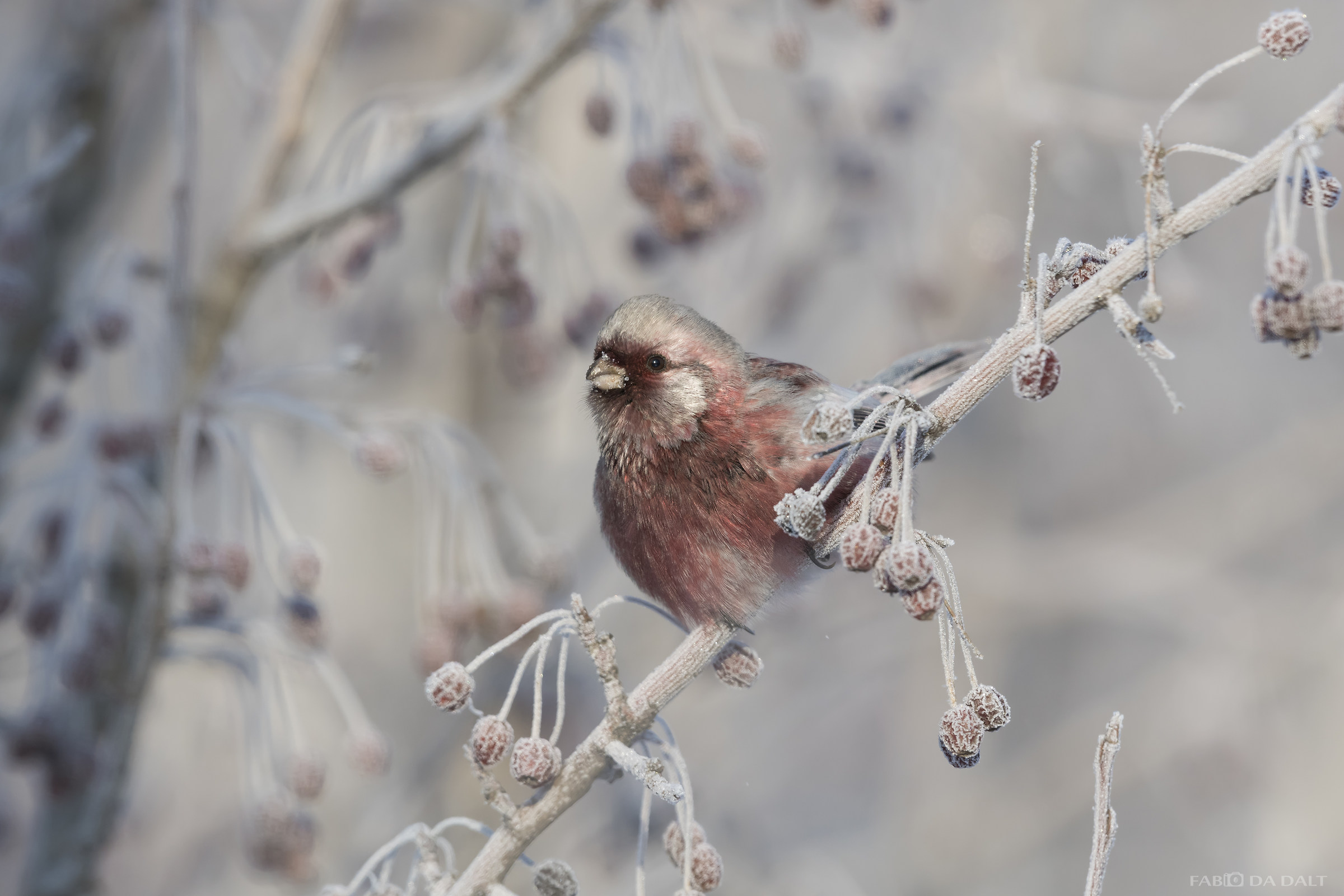 Ciuffolotto Rosa Codalunga - Ciuffolotto Siberiano