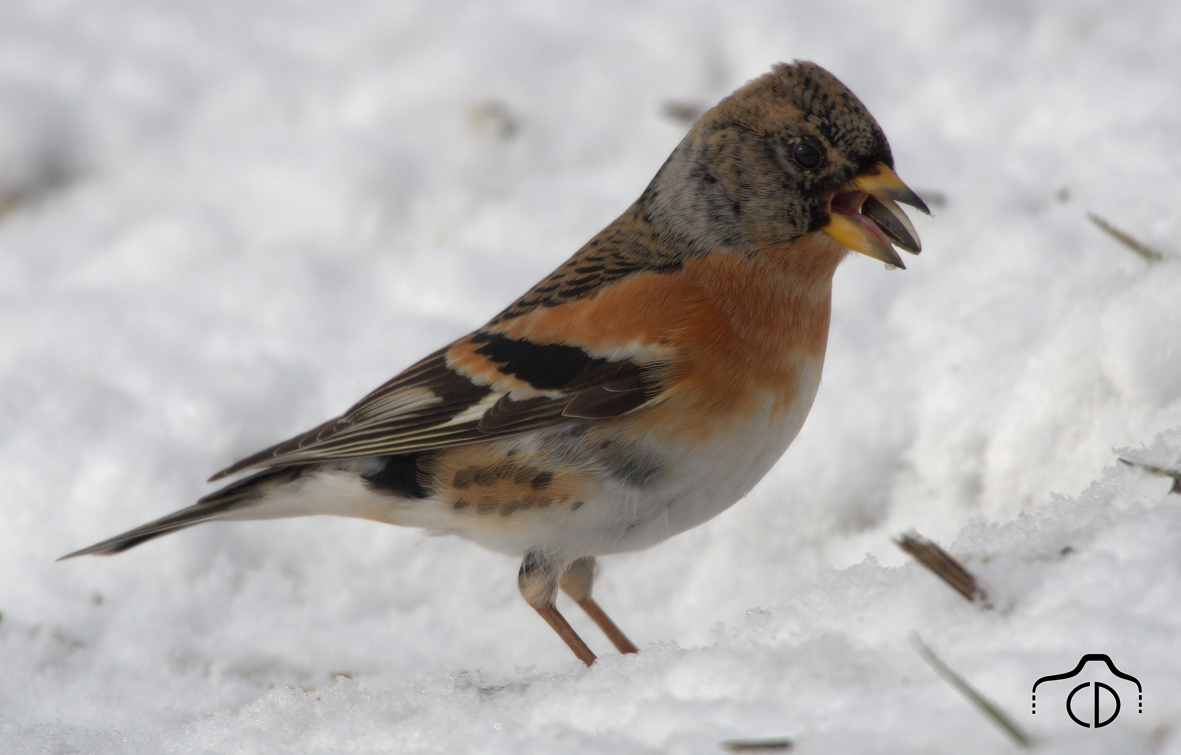 Brambling