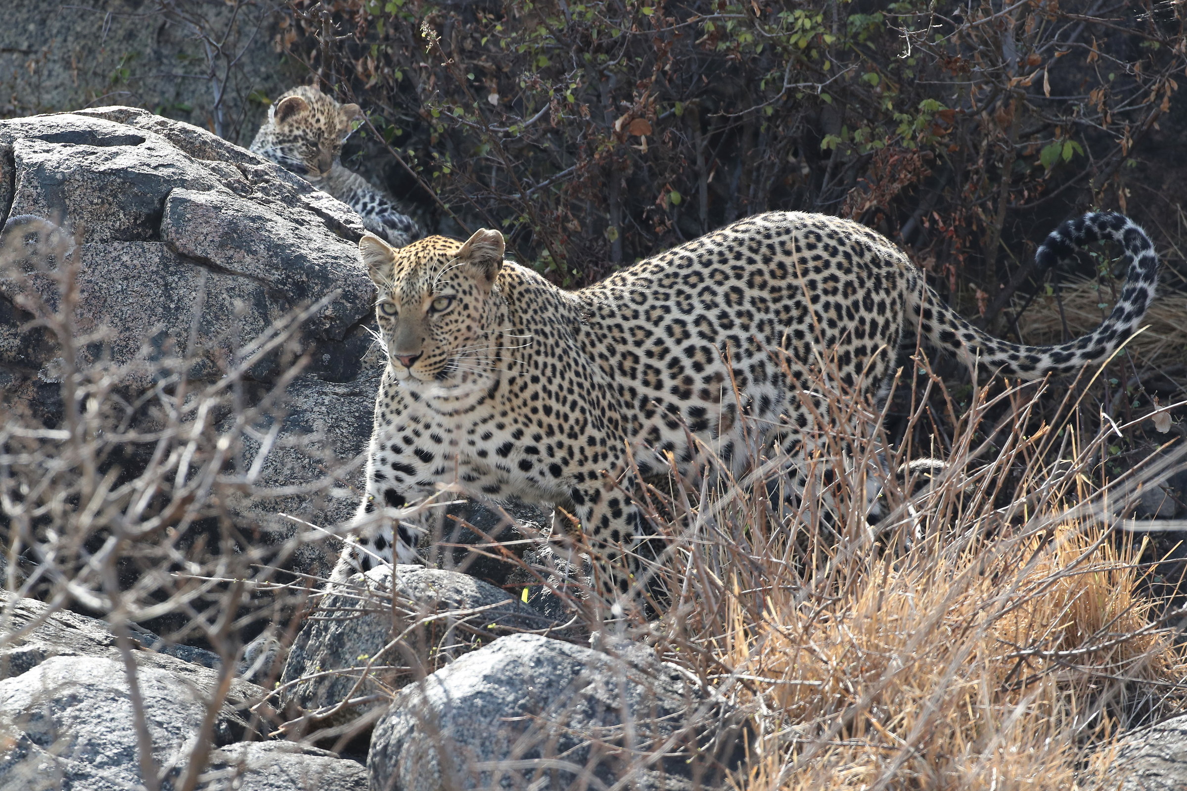 Leopardo femmina con cucciolo