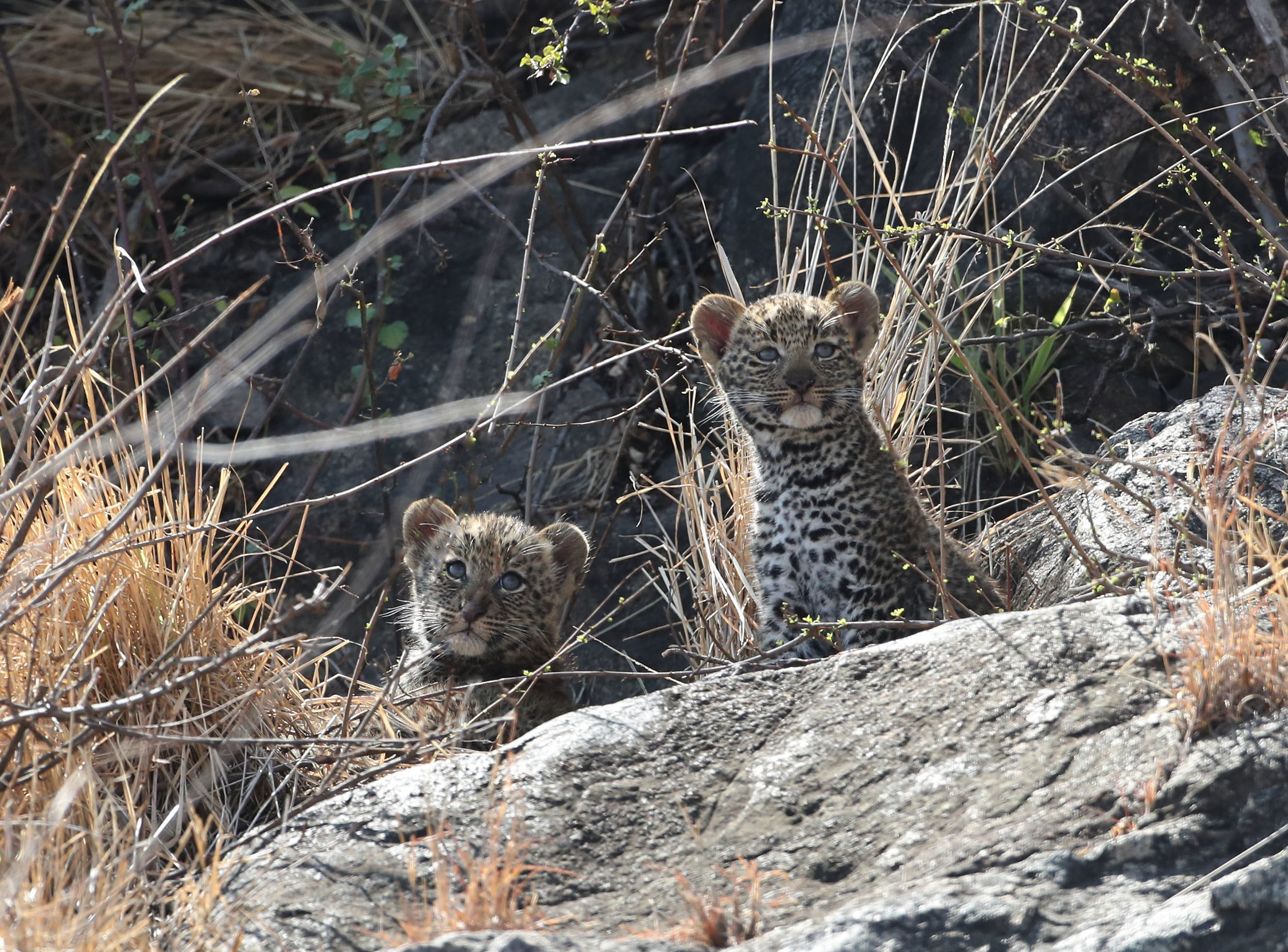 Cuccioli di leopardo