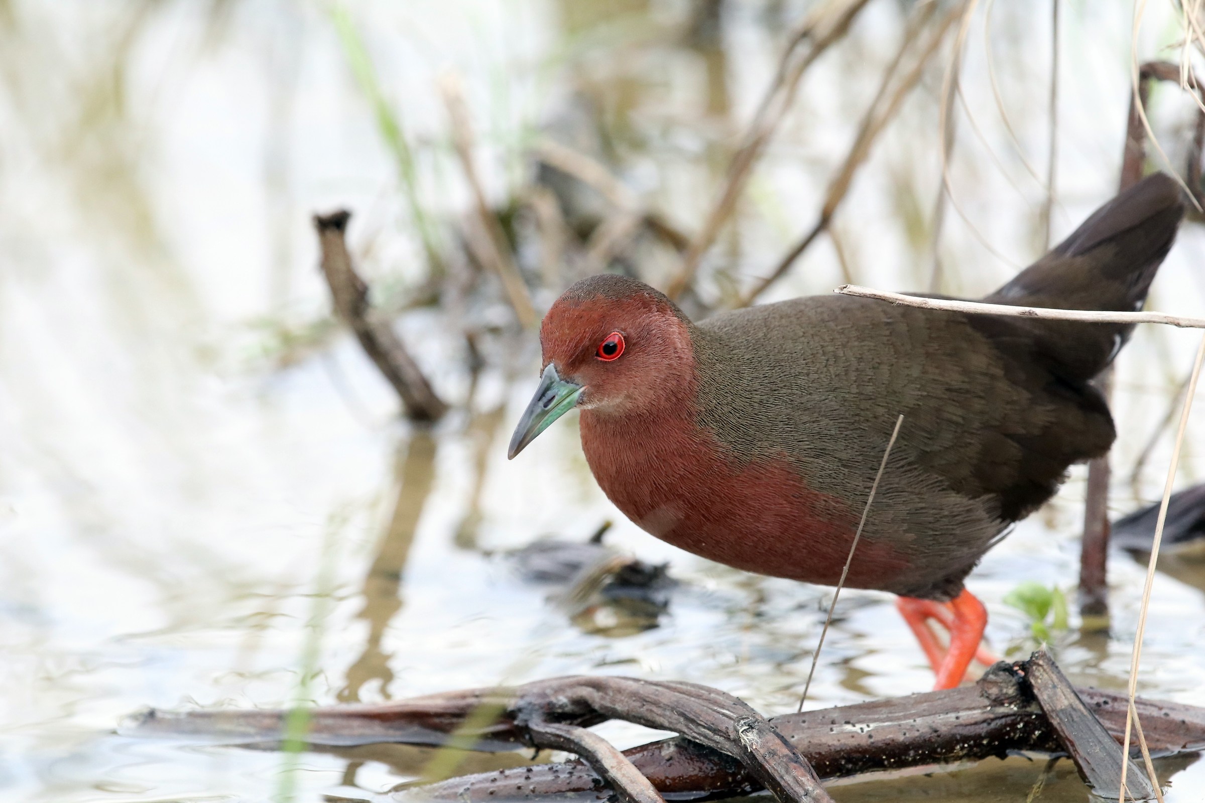 Ruddy-breasted Crake