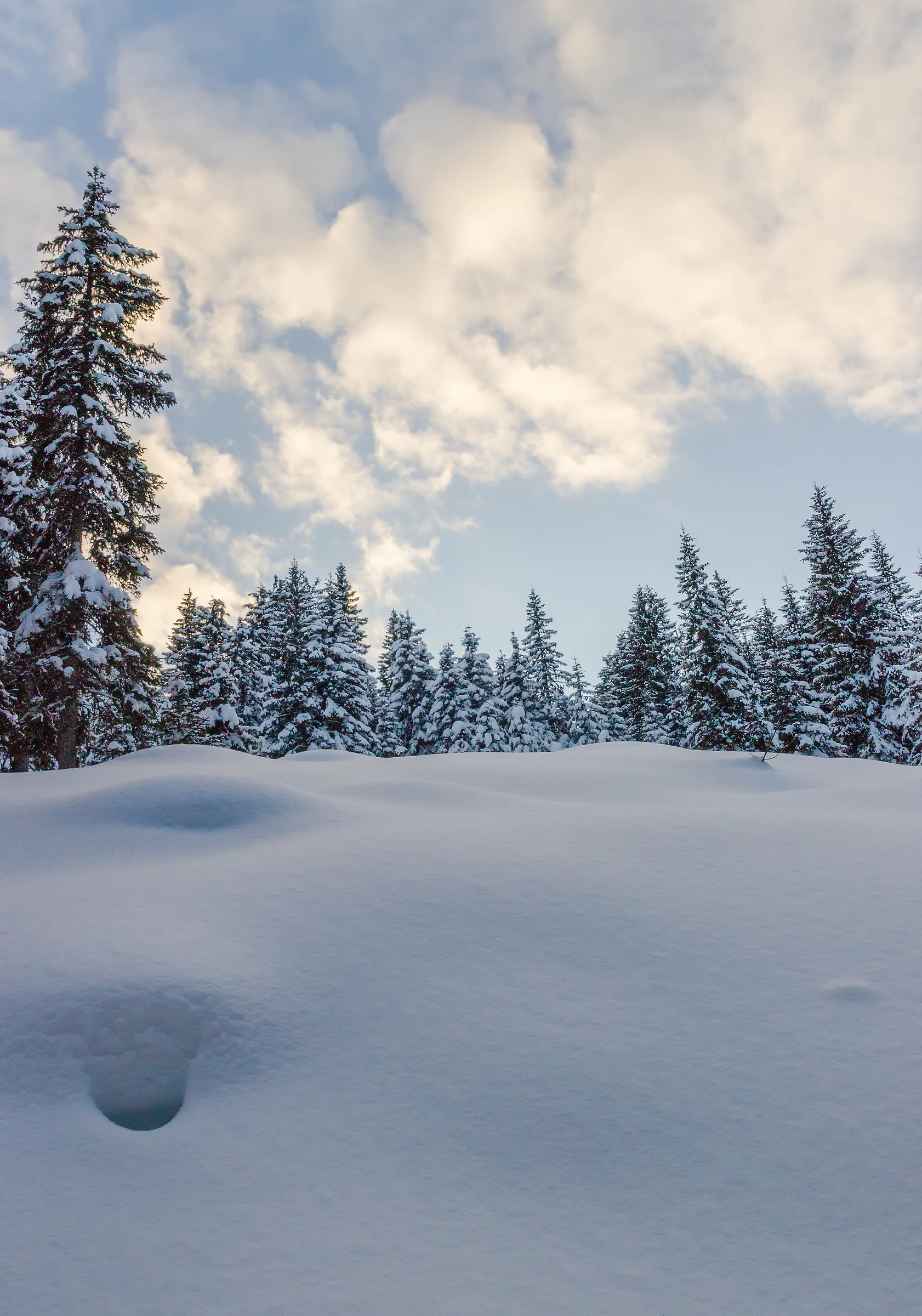 cielo, pini e neve
