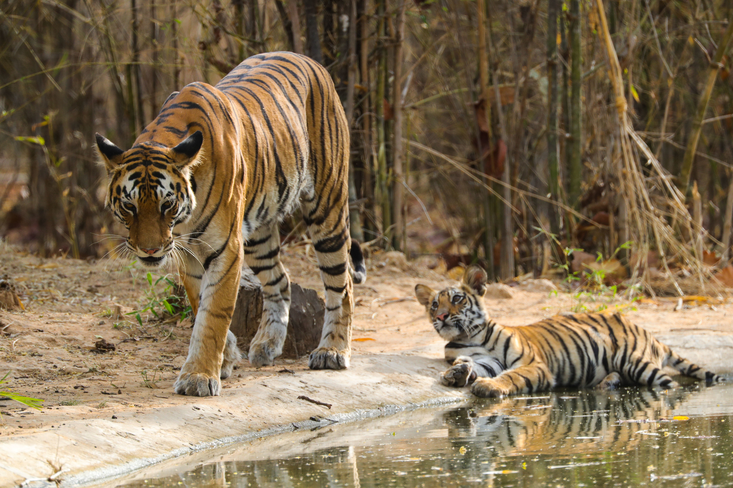 Tigre femmina con cucciolo