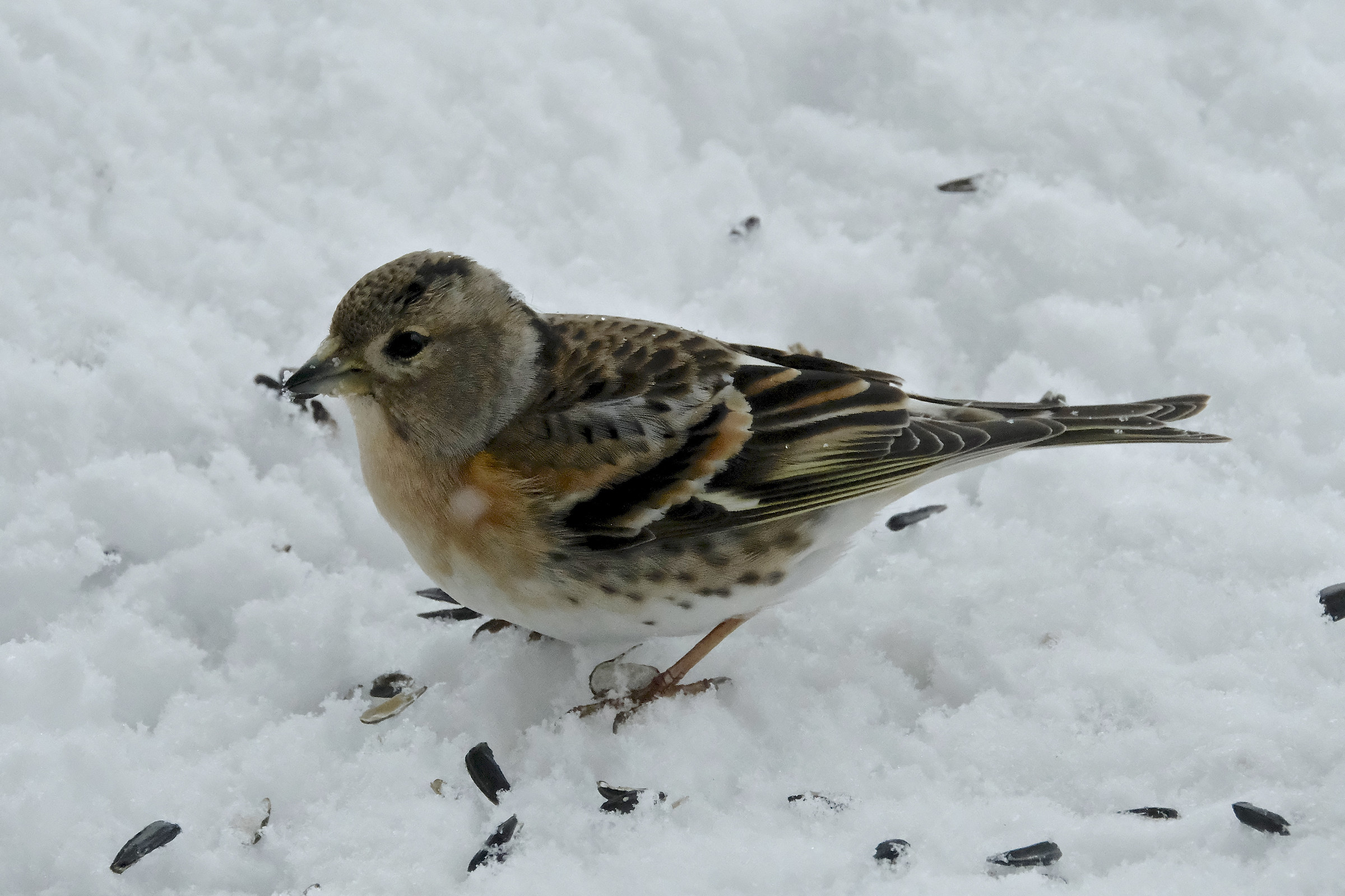 Peppola affamata e sfamata