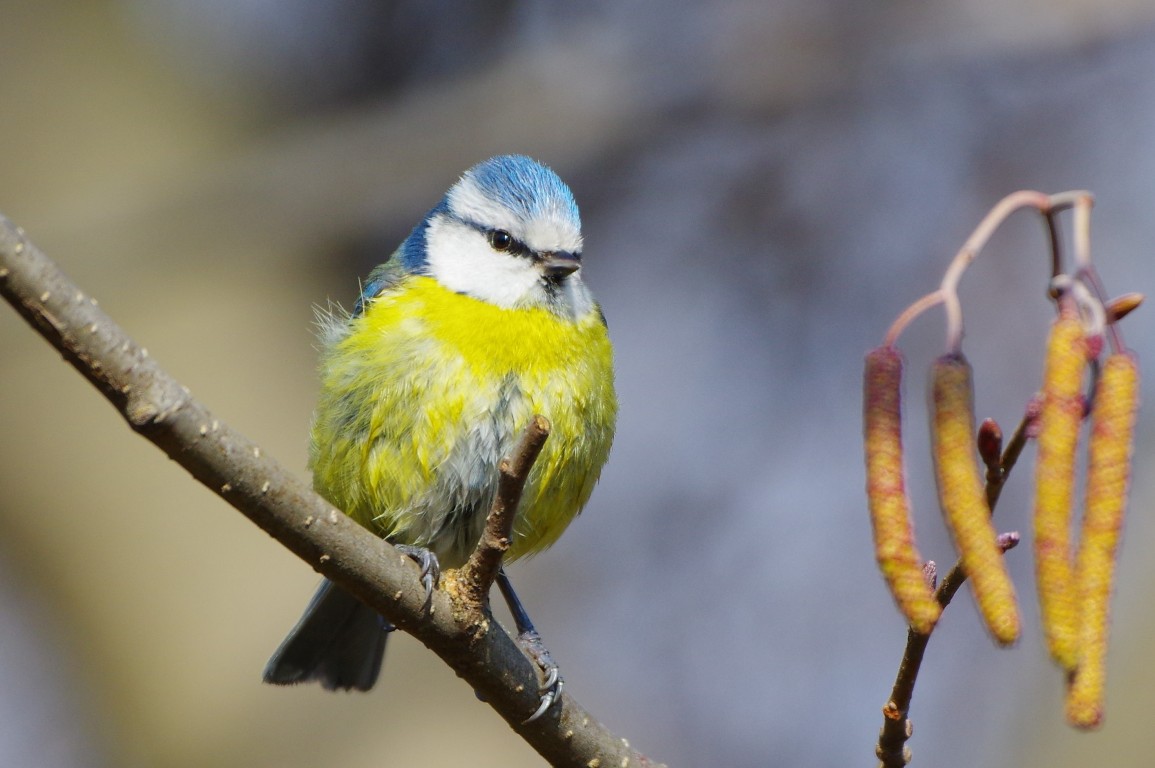 Blue tit (Parus caeruleus)