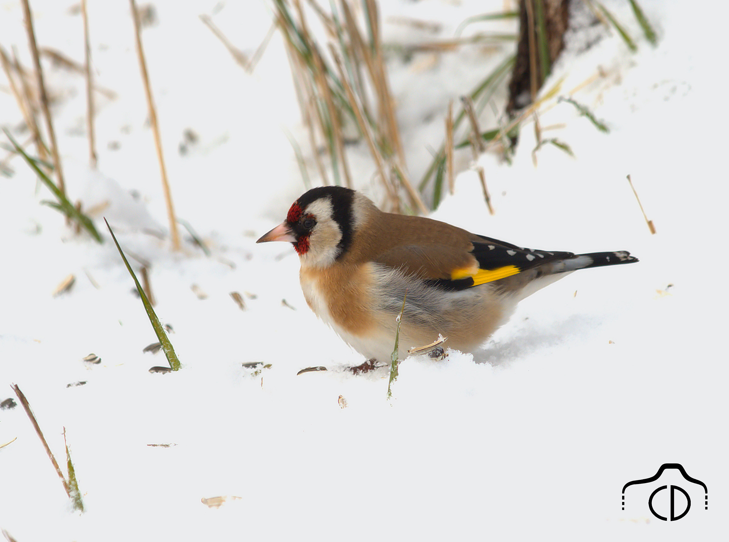 Goldfinch
