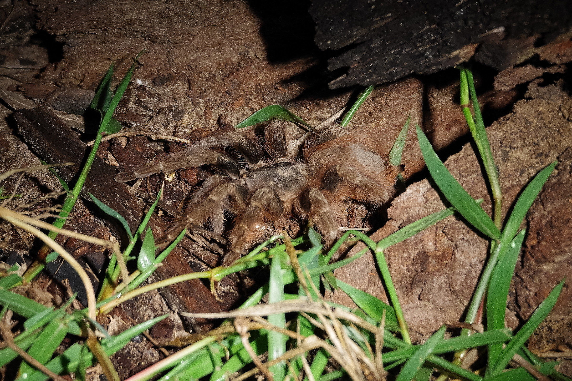 Tarantola, Amazzonia