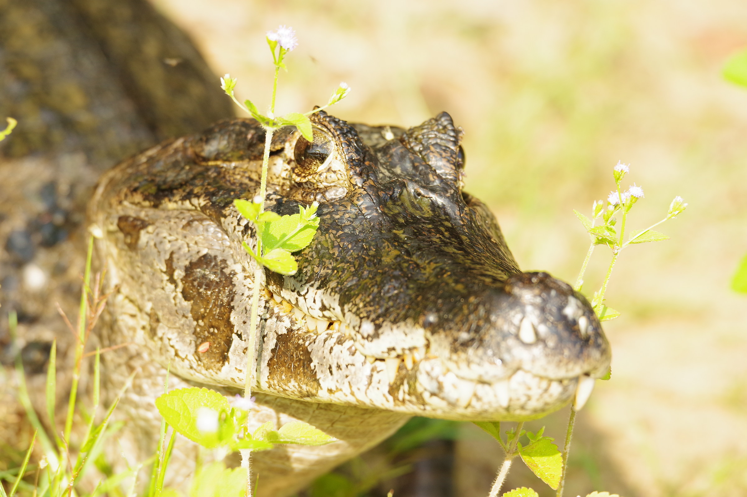 Ritratto di Caimano, Mato Grosso del Sul, Pantanal