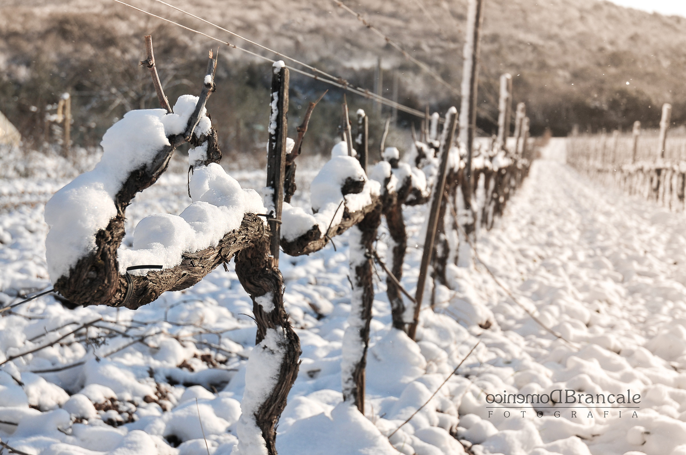 it snows on the morellino